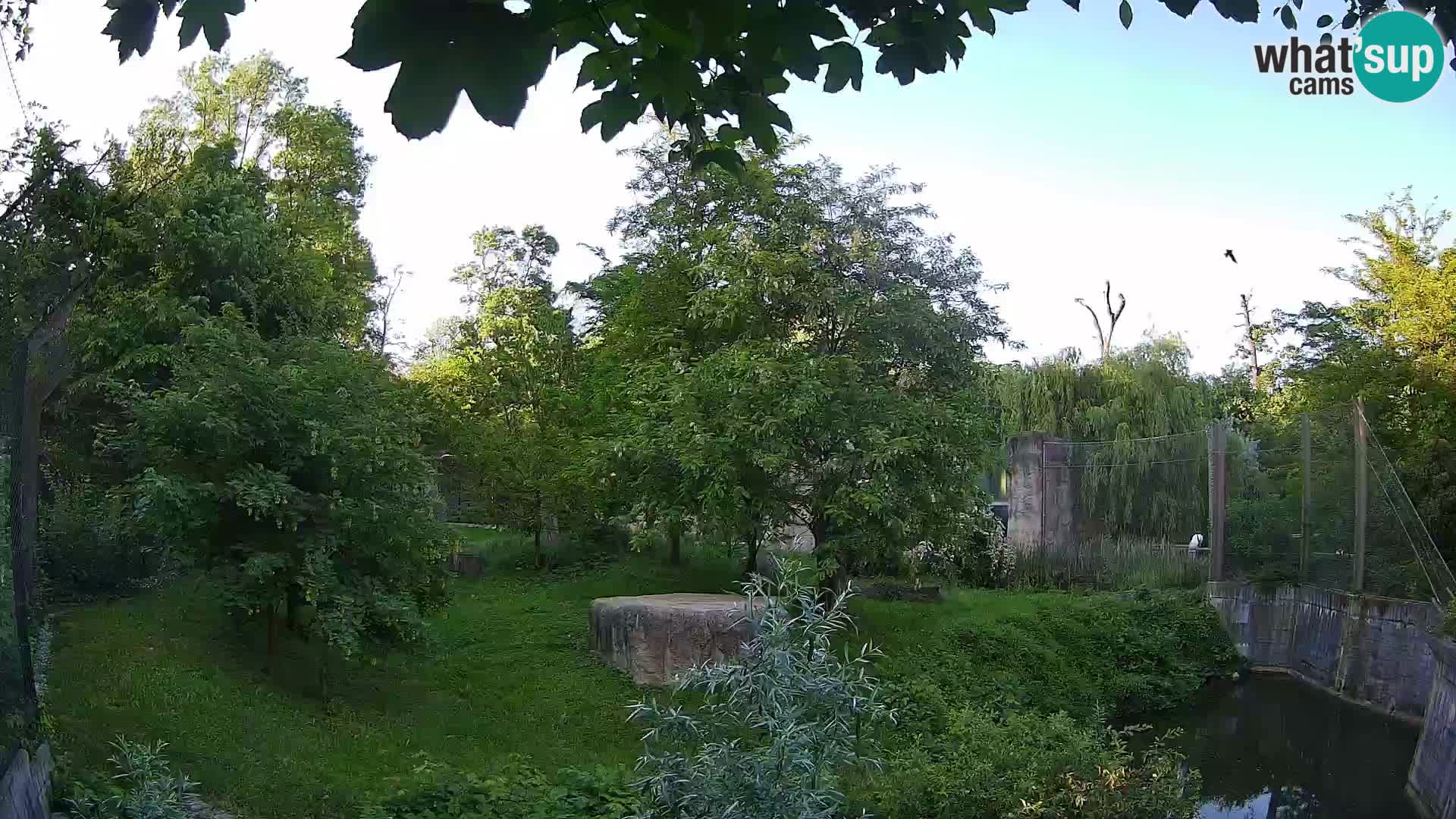 Zoo Zagreb – Leones