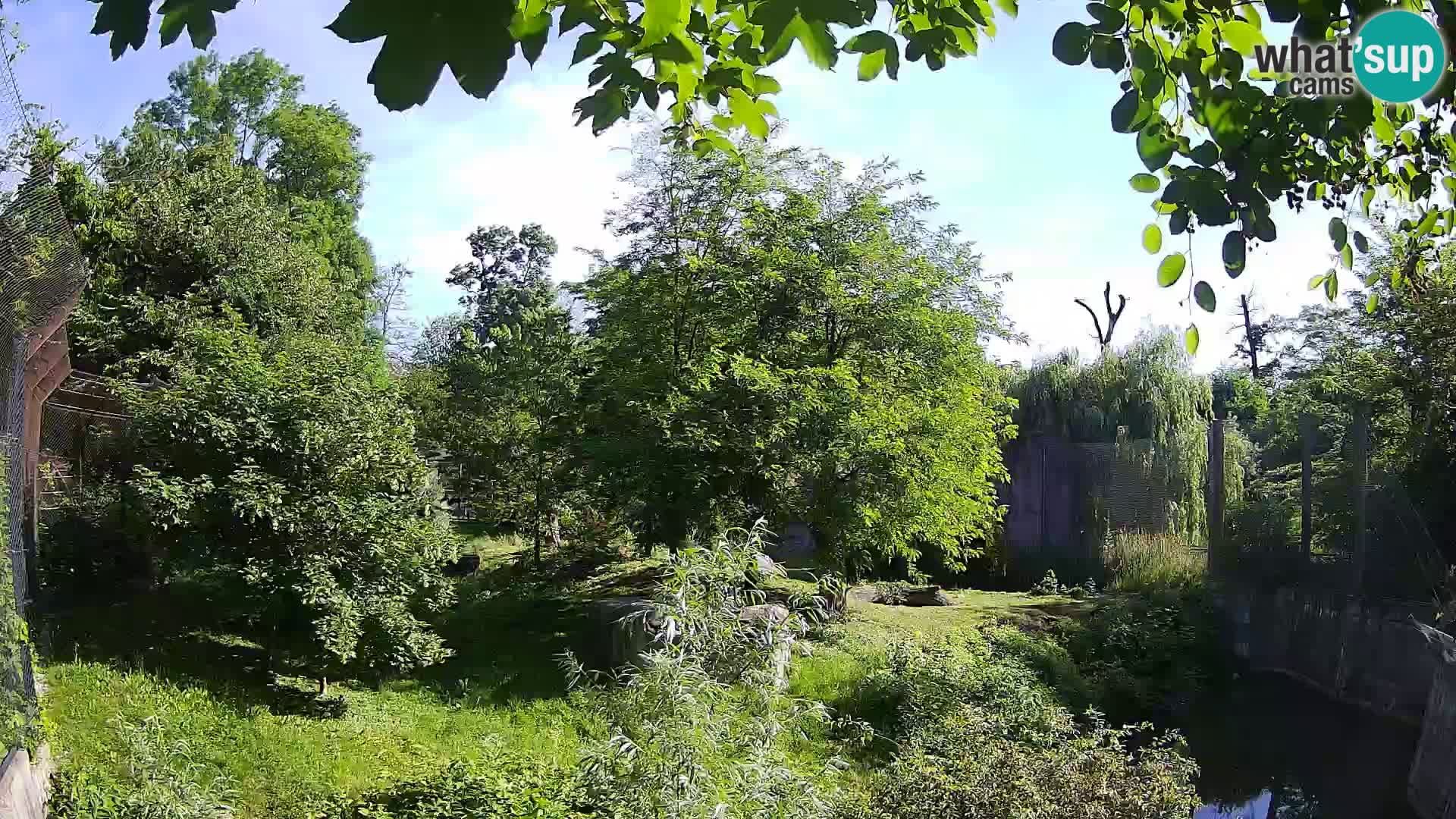 Spletna kamera Zoo Zagreb – Levi