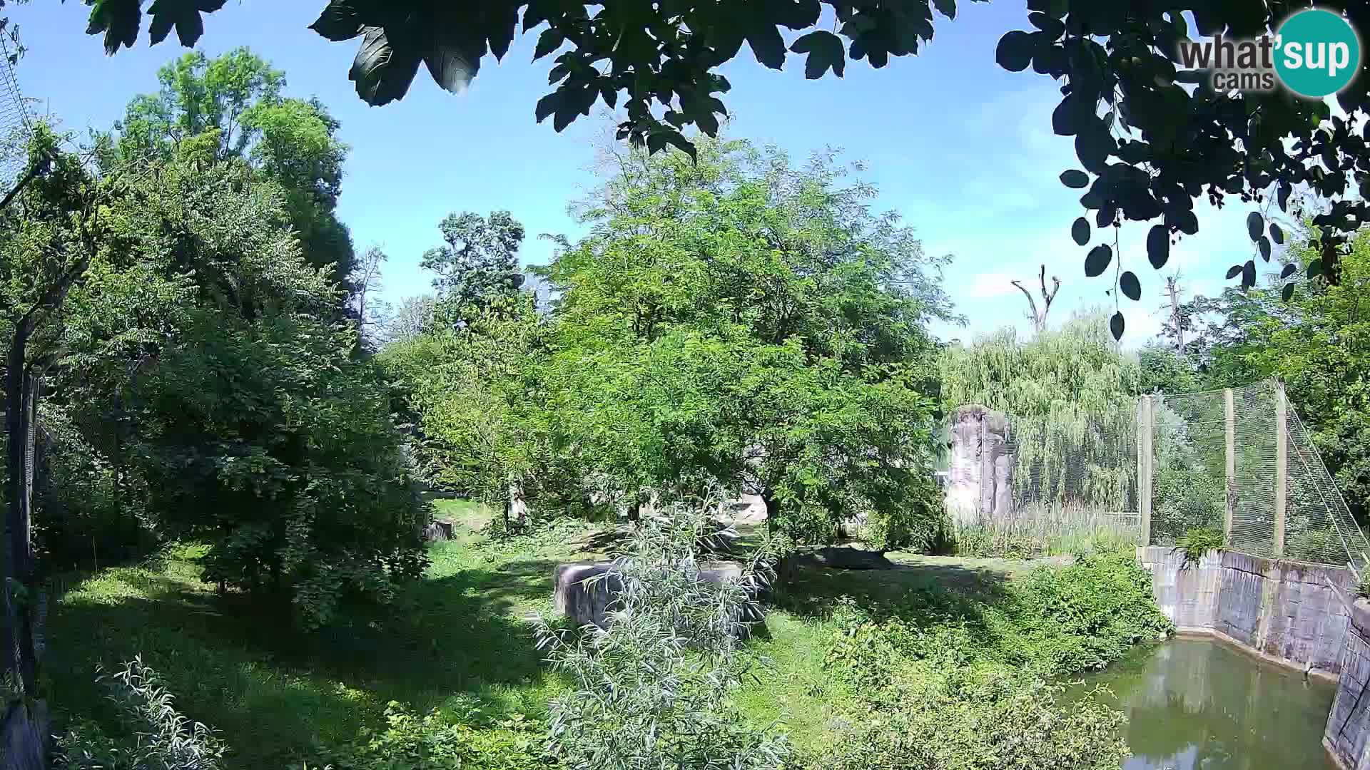 Zoo Zagreb – Lion