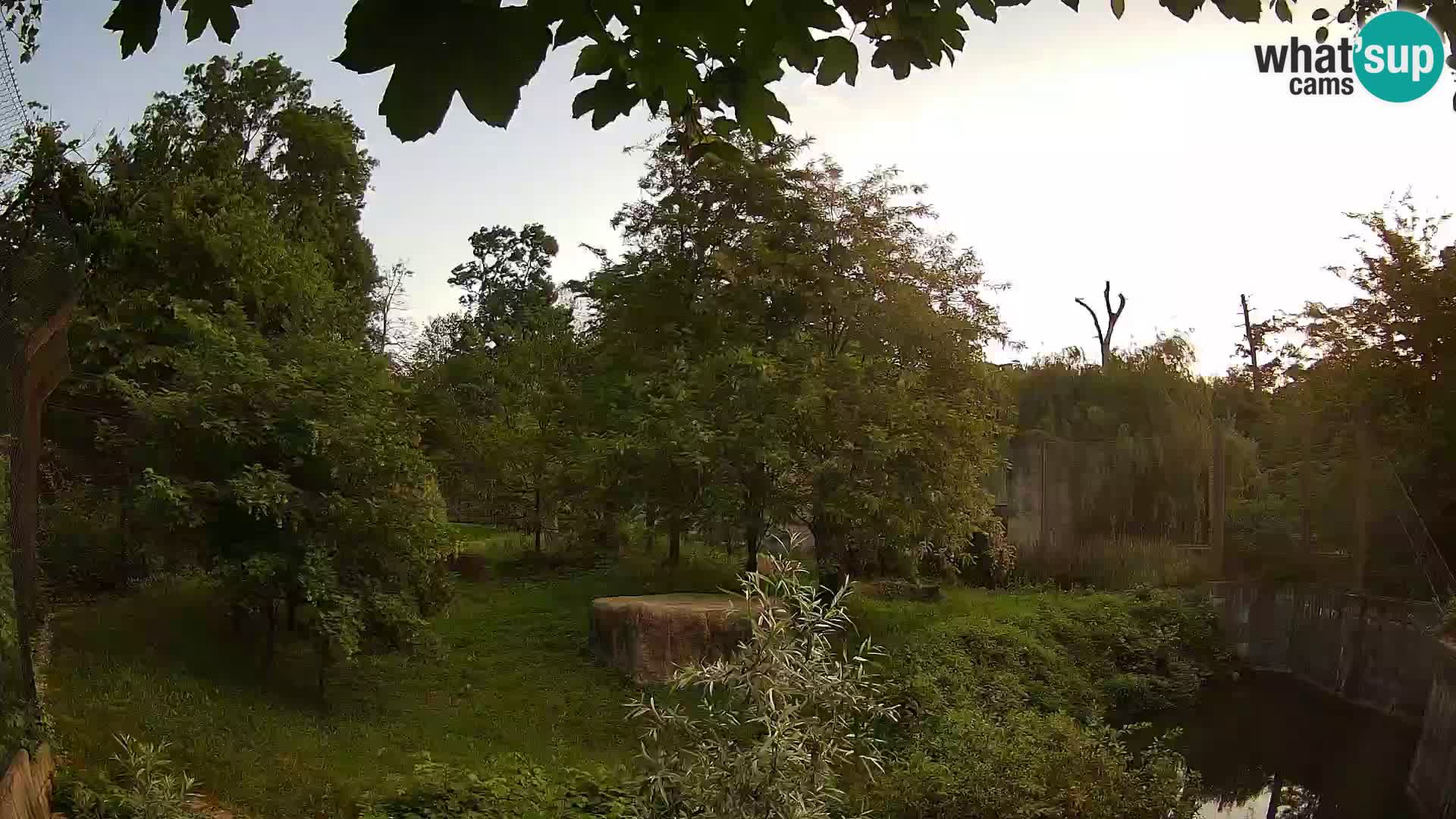 Zoo Zagreb – Lion
