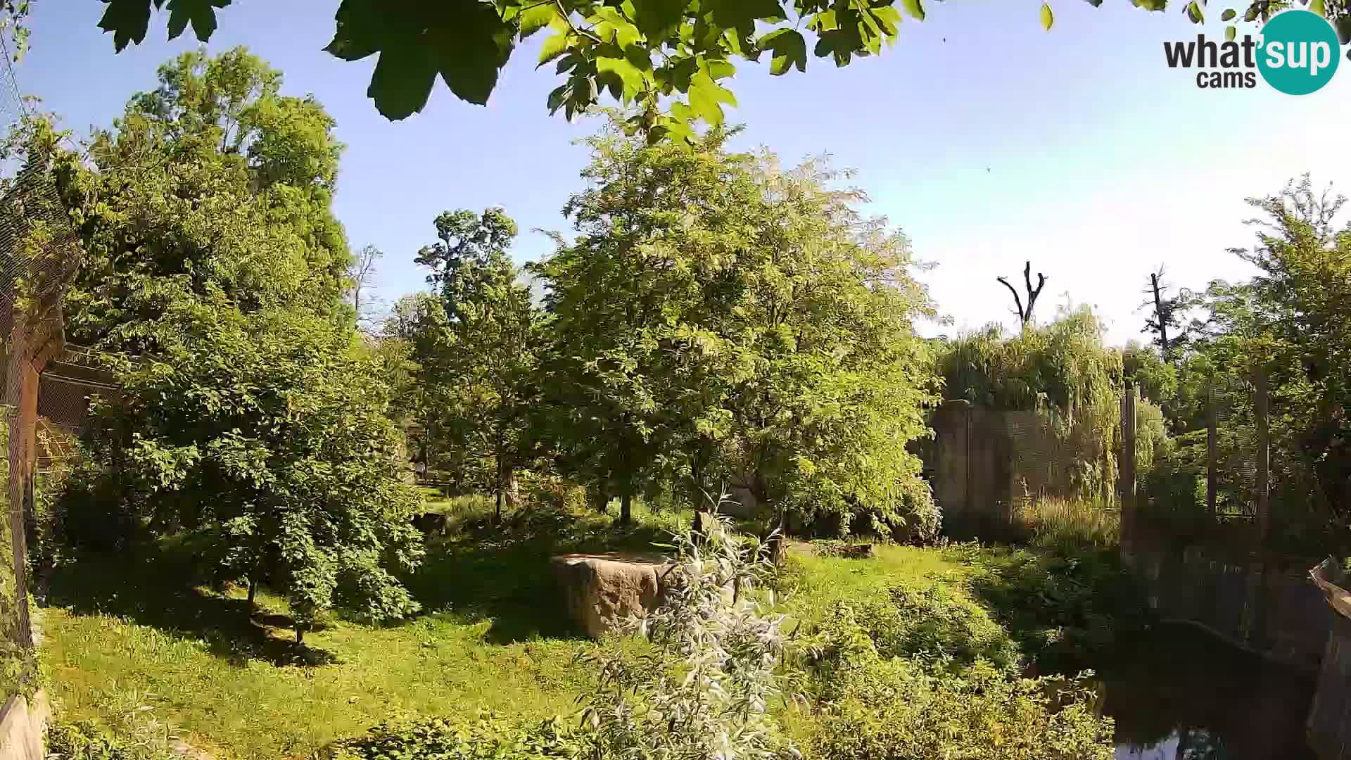 Zoo Zagreb – Lion