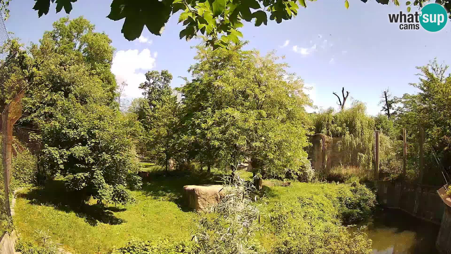 Spletna kamera Zoo Zagreb – Levi