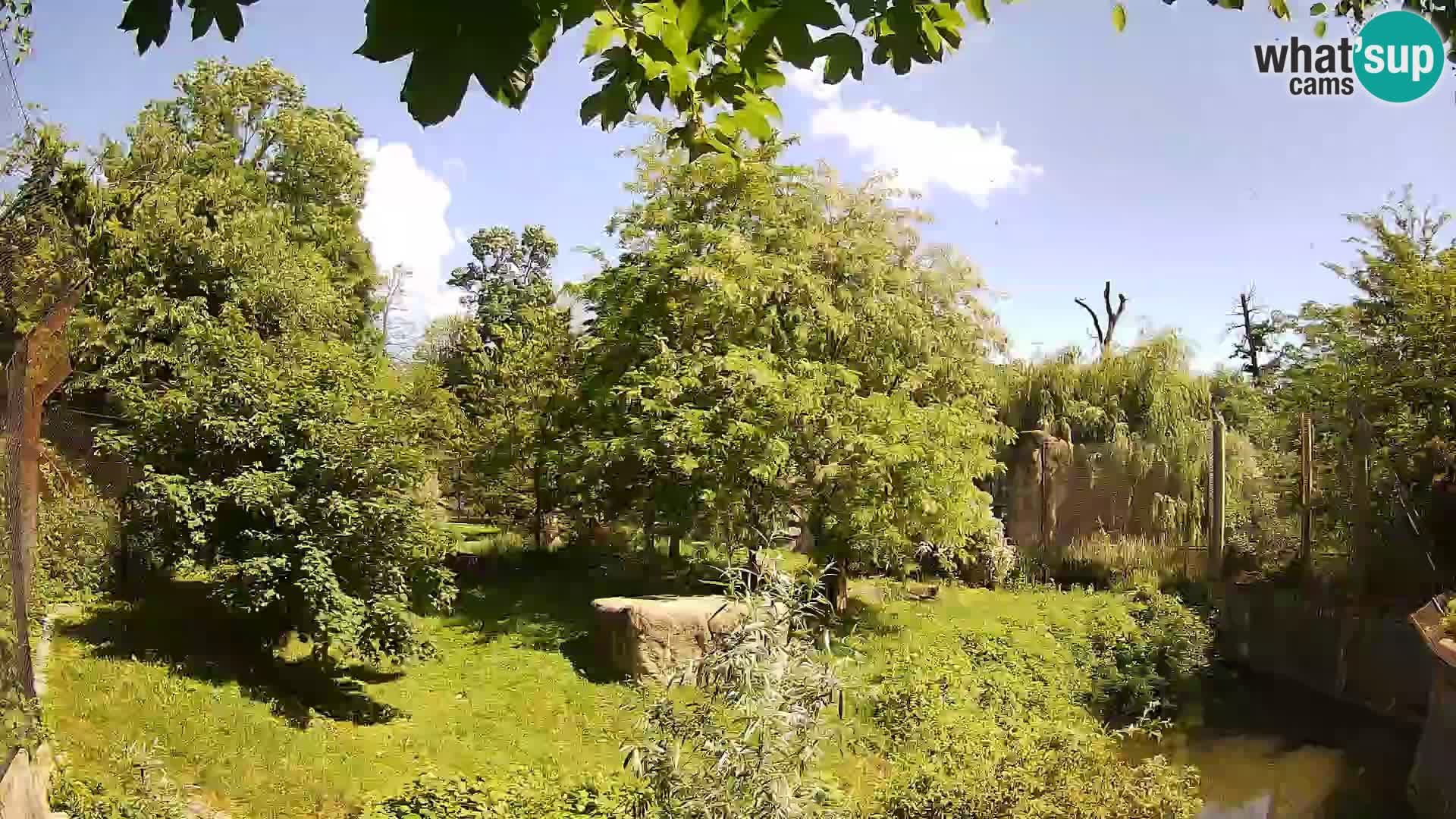 Spletna kamera Zoo Zagreb – Levi