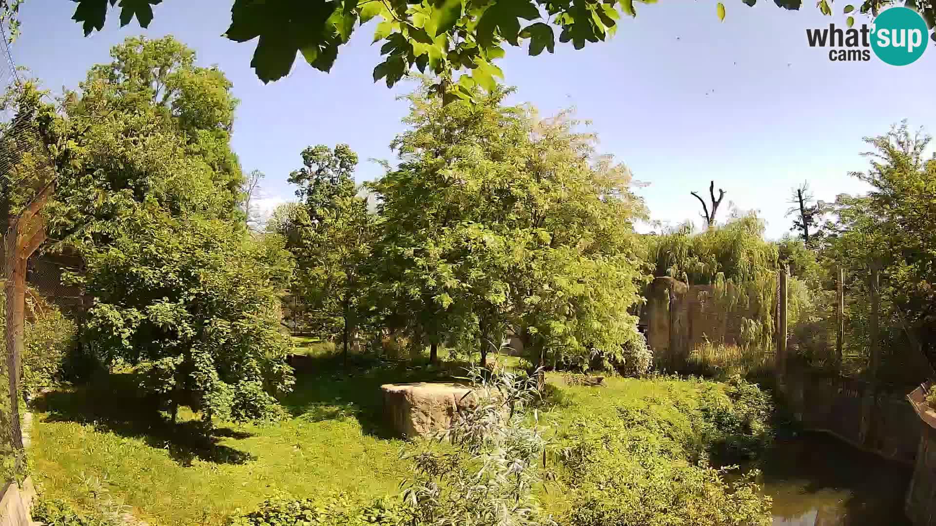 Zoo Zagreb – Lion
