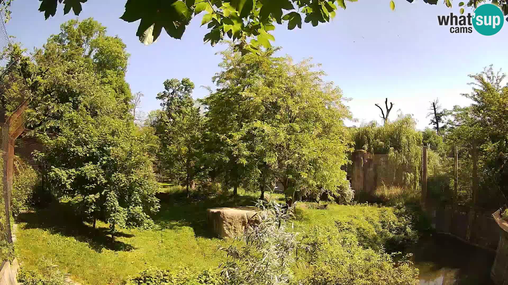 Spletna kamera Zoo Zagreb – Levi