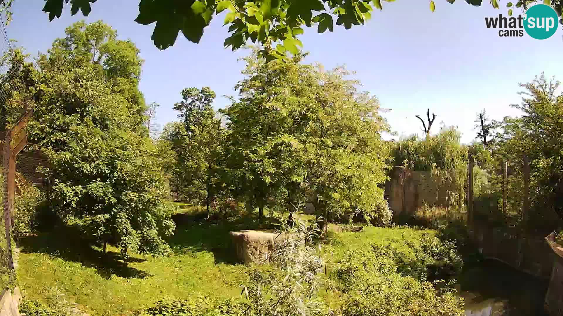 Spletna kamera Zoo Zagreb – Levi