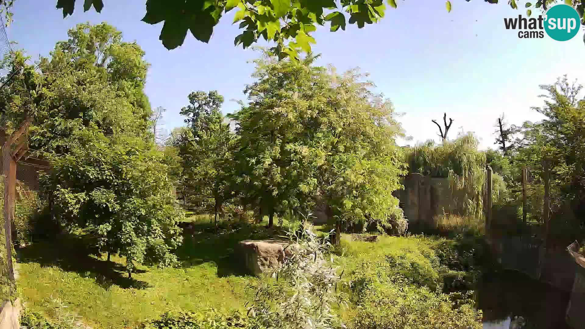 Zoo Zagreb – Lion