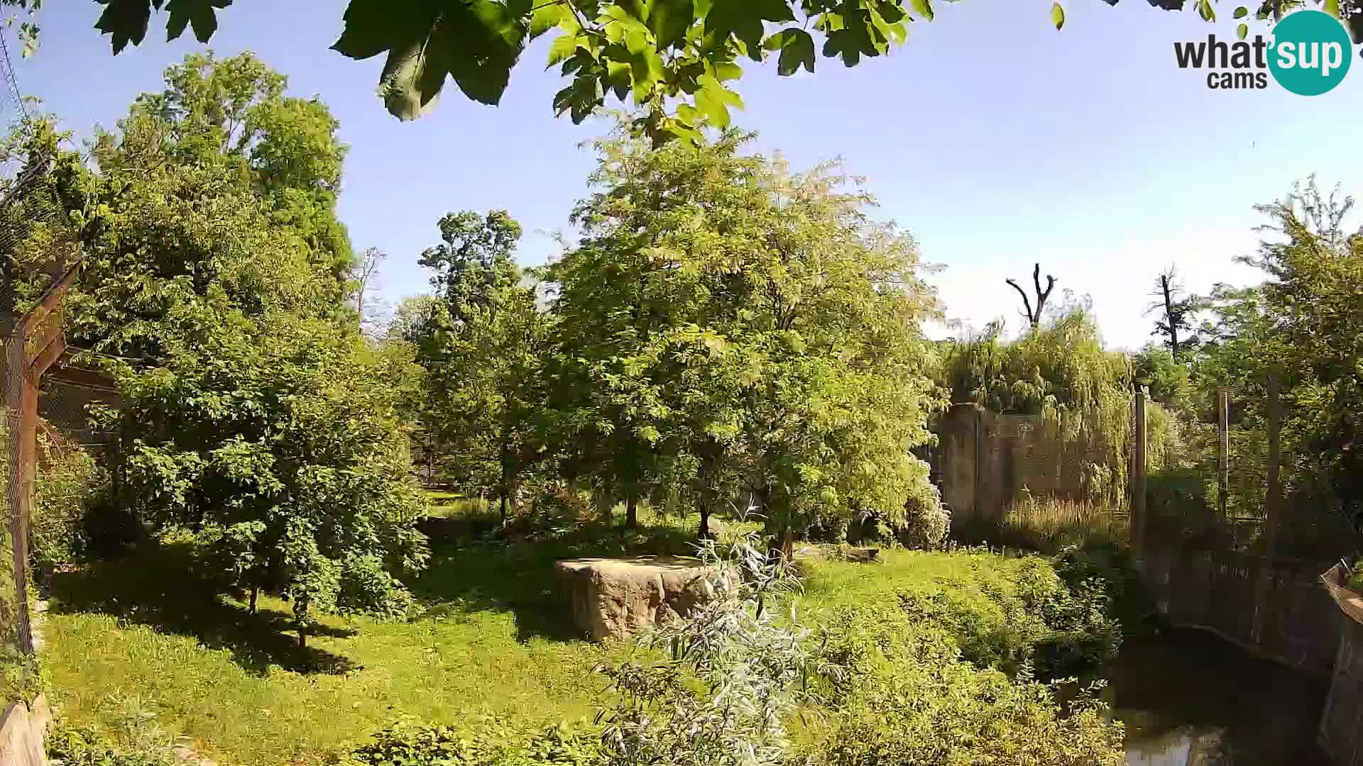 Zoo Zagreb – Leoni