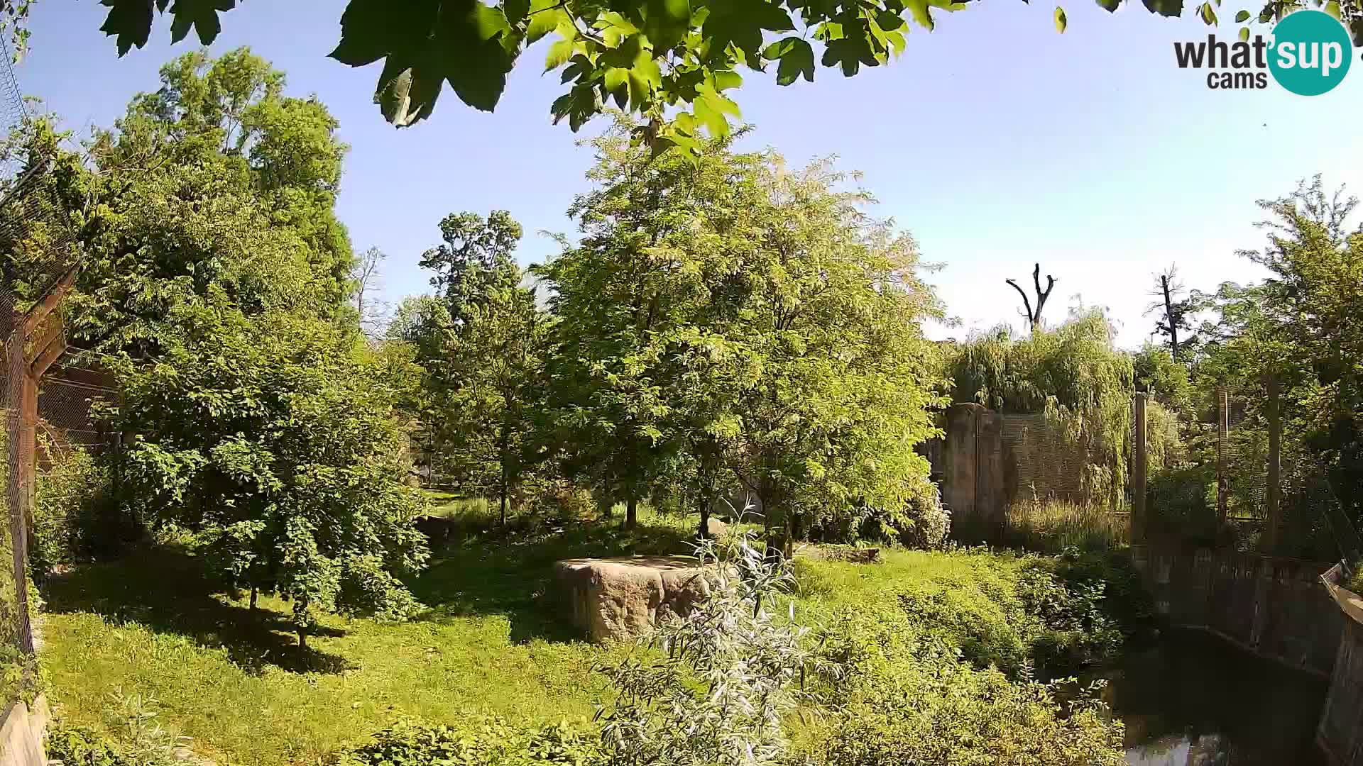 Zoo Zagreb – Leoni
