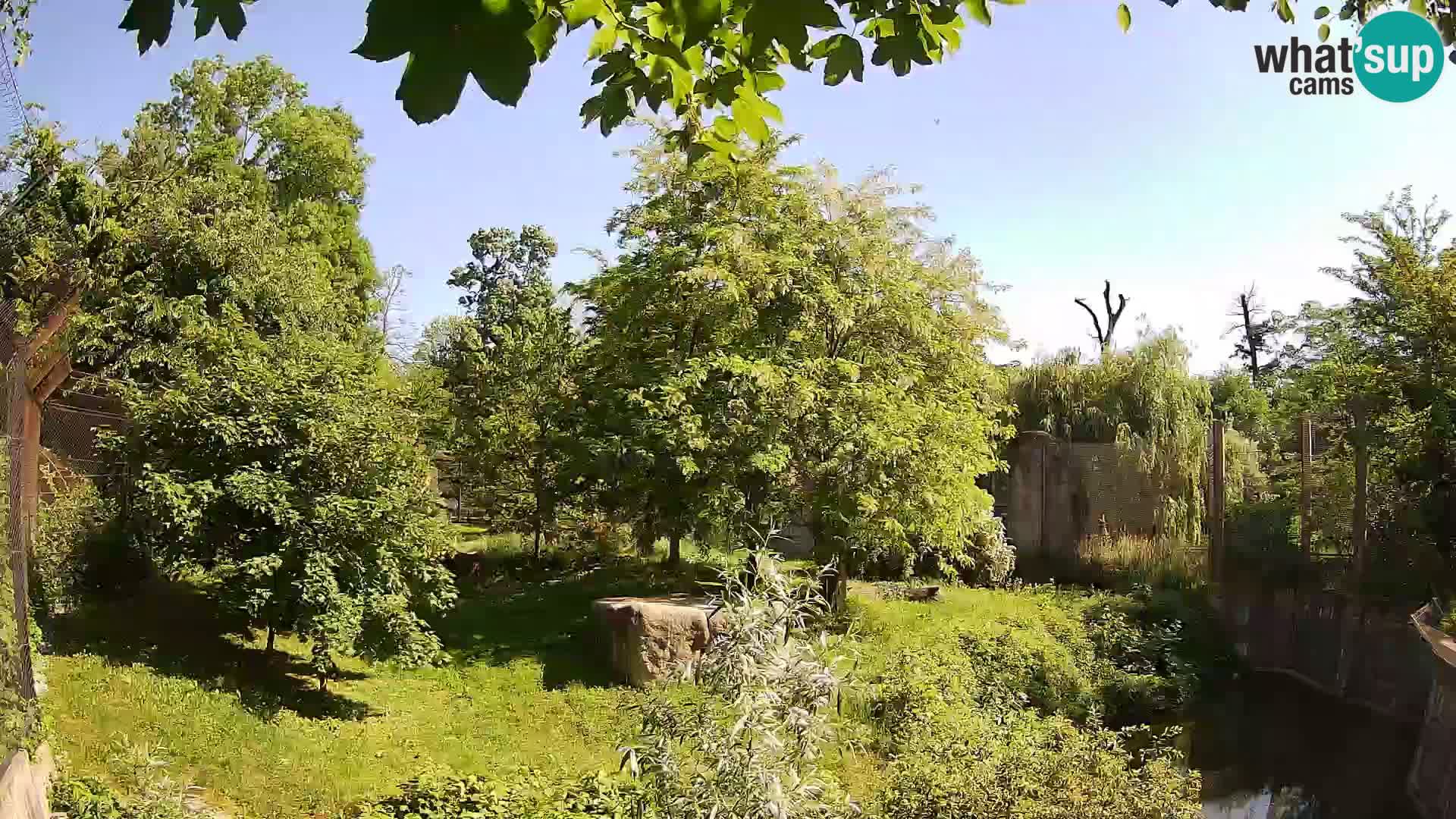 Spletna kamera Zoo Zagreb – Levi
