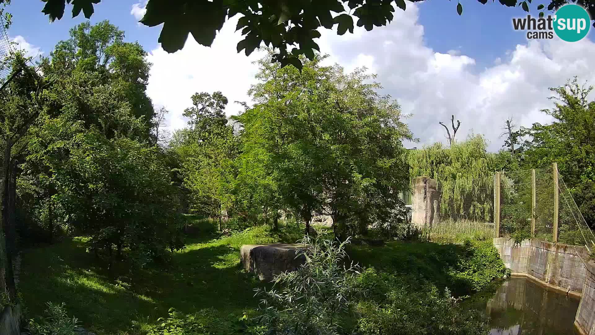 Zoo Zagreb – Lion