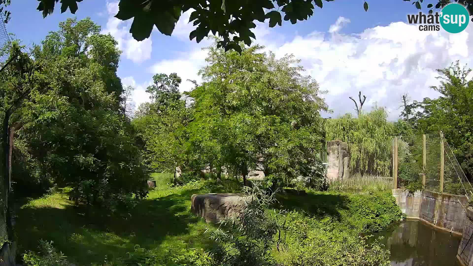 Spletna kamera Zoo Zagreb – Levi