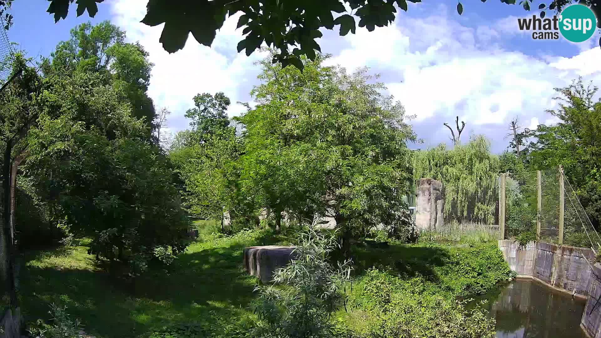 Zoo Zagreb – Leoni