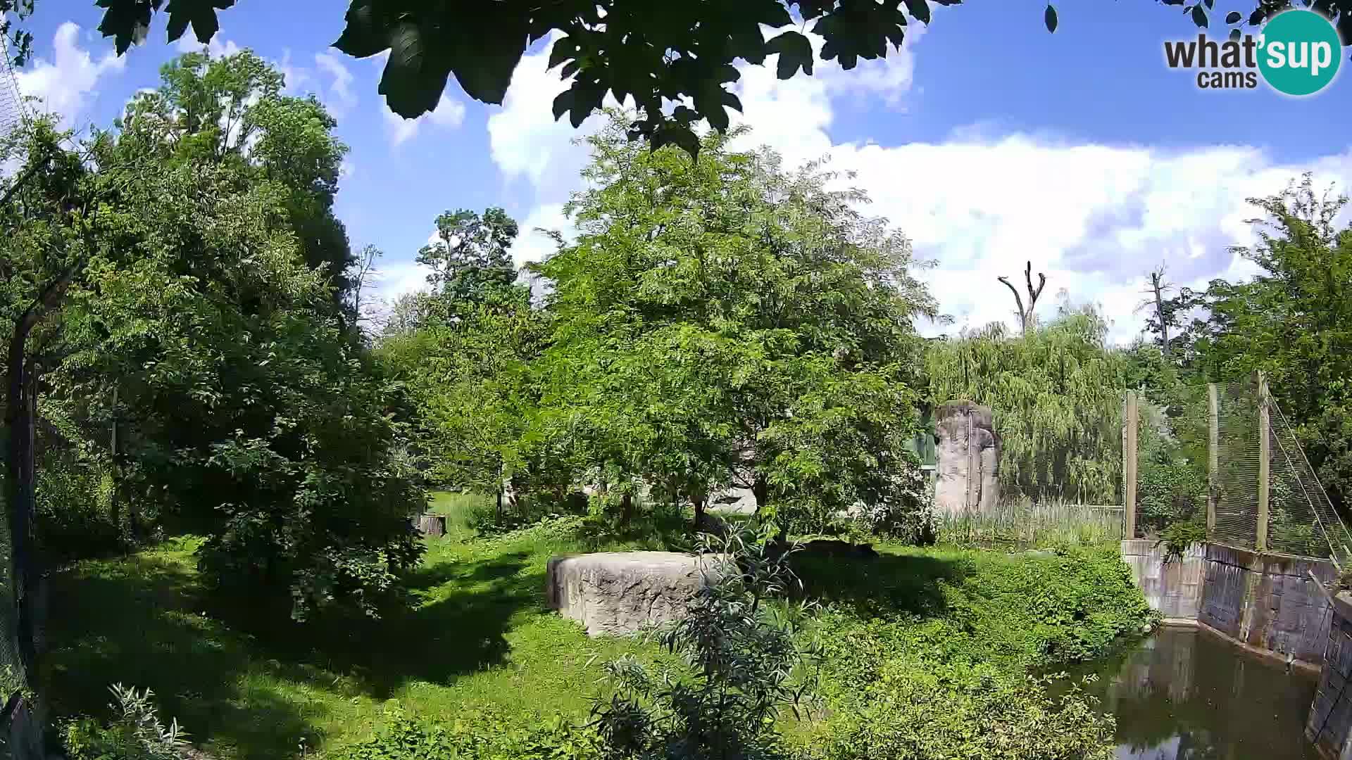 Spletna kamera Zoo Zagreb – Levi