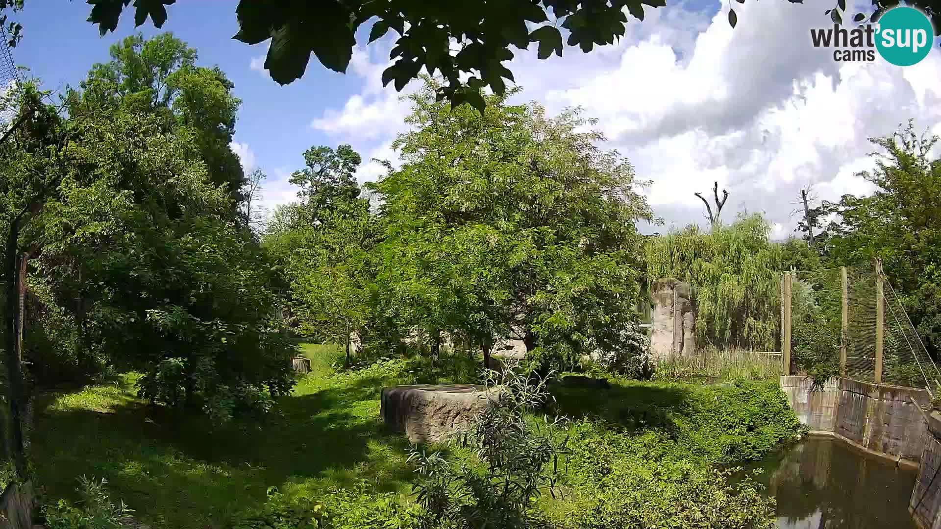 Spletna kamera Zoo Zagreb – Levi
