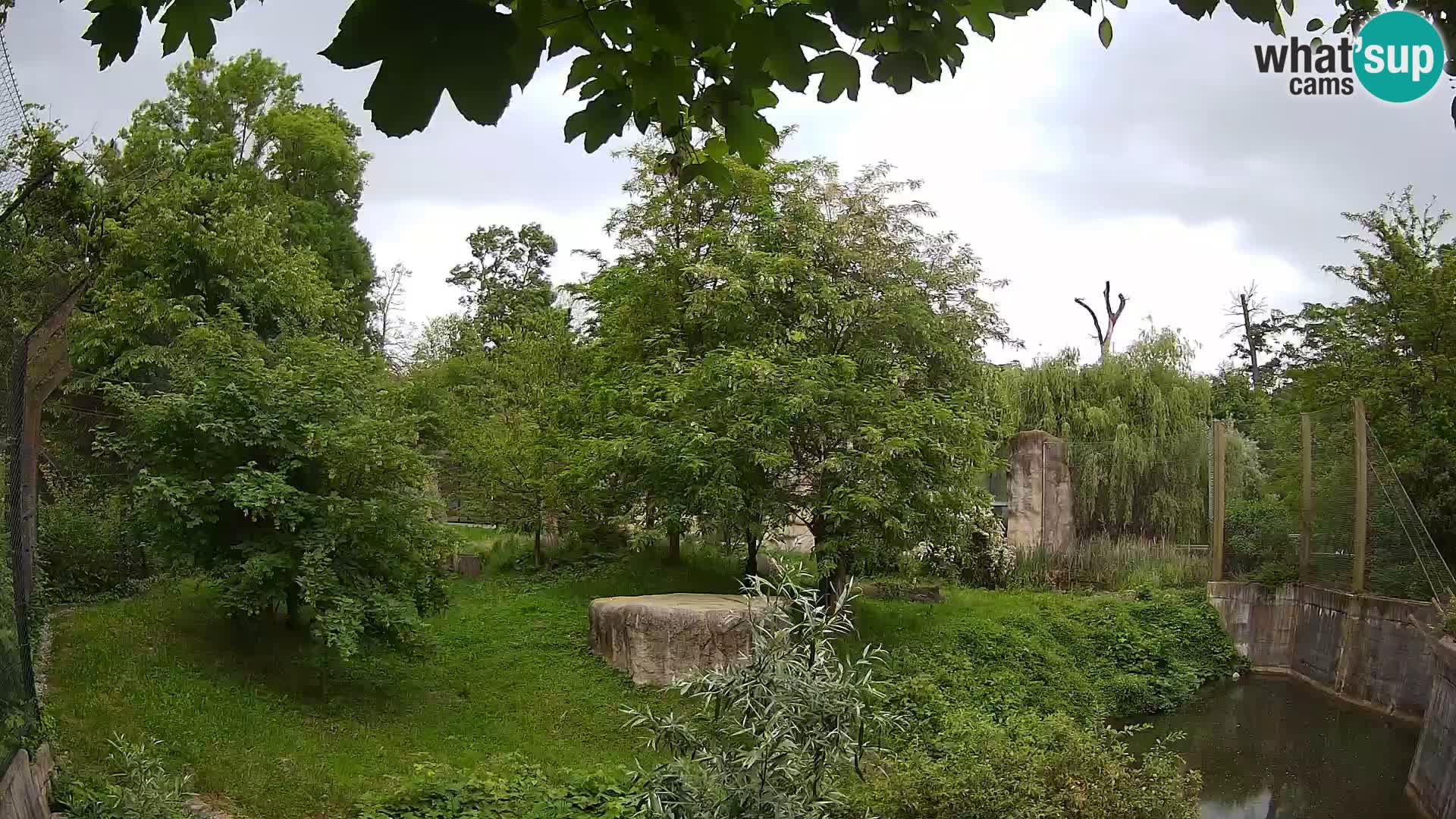 Zoo Zagreb – Lavovi