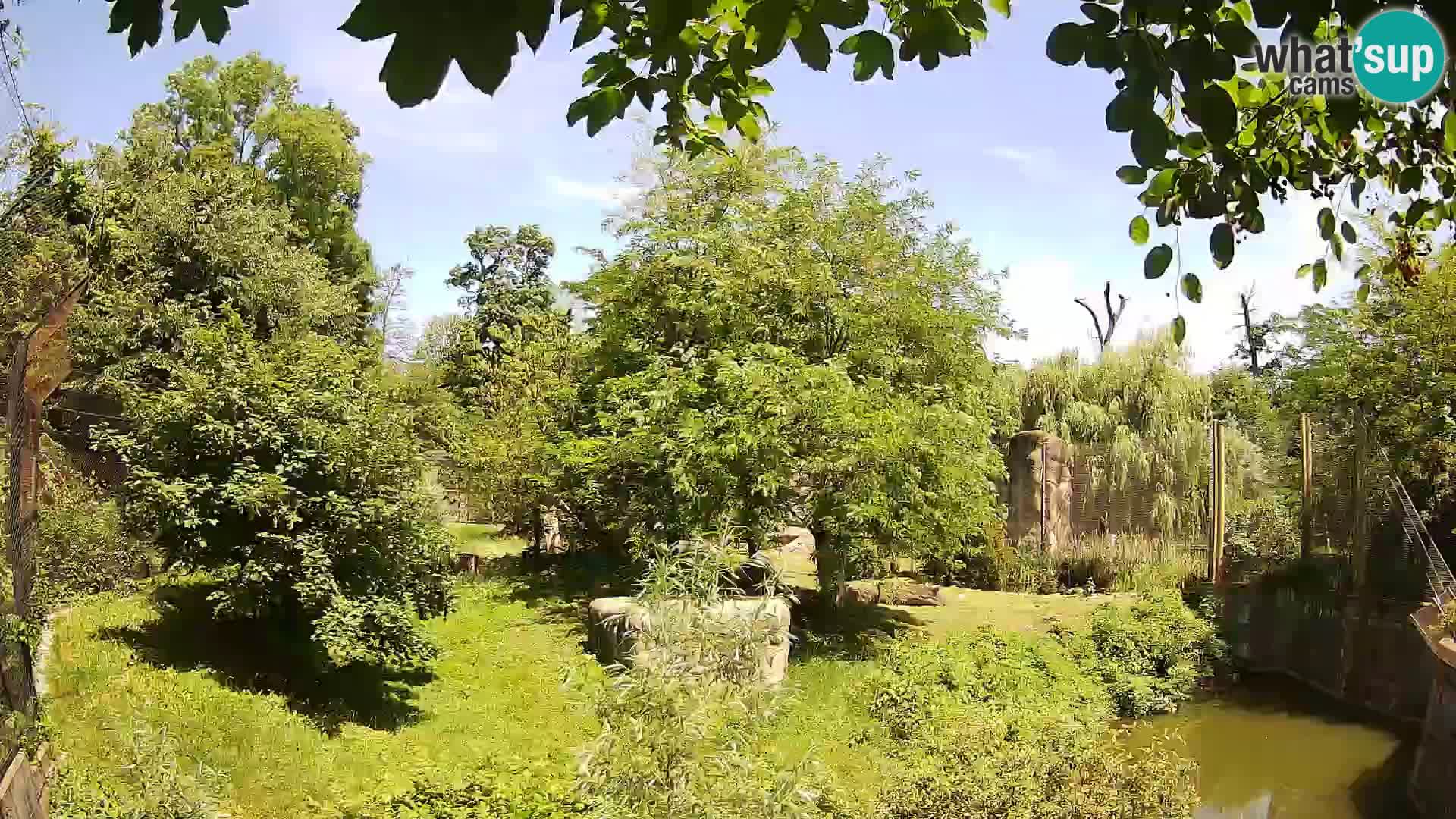 Zoo Zagreb – Lavovi