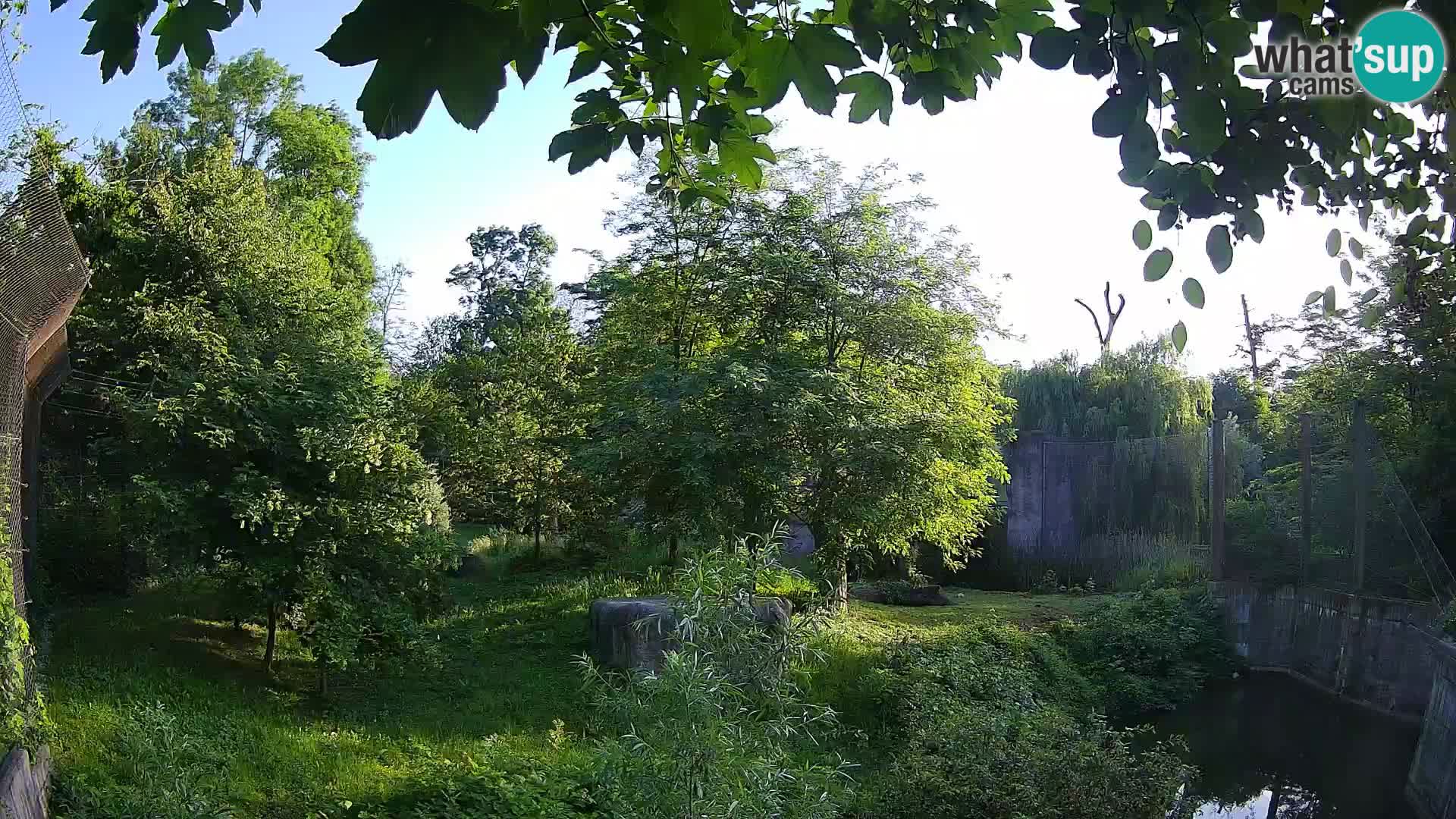 Zoo Zagreb – Lion