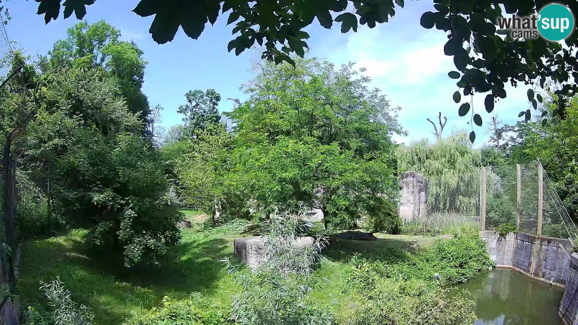 Zoo Zagreb – Leoni
