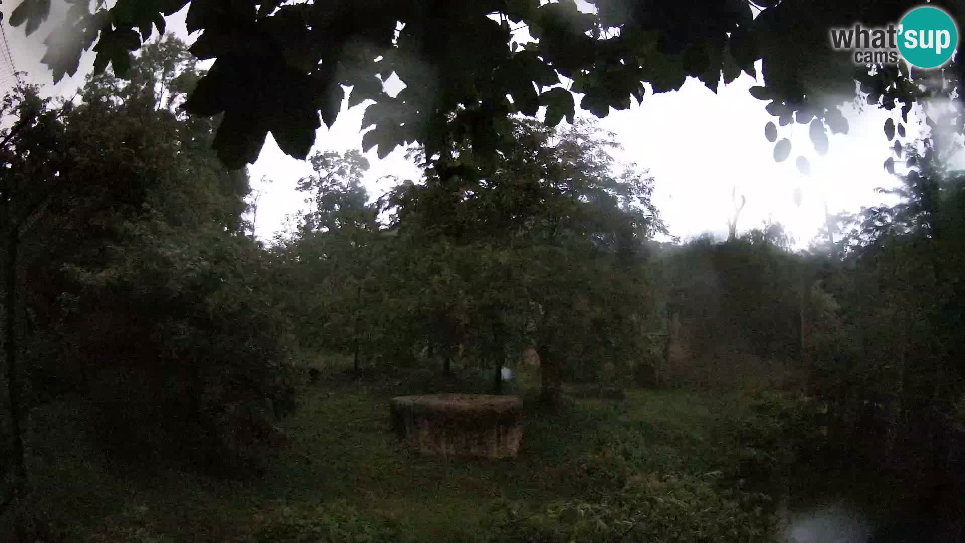 Zoo Zagreb – Lavovi