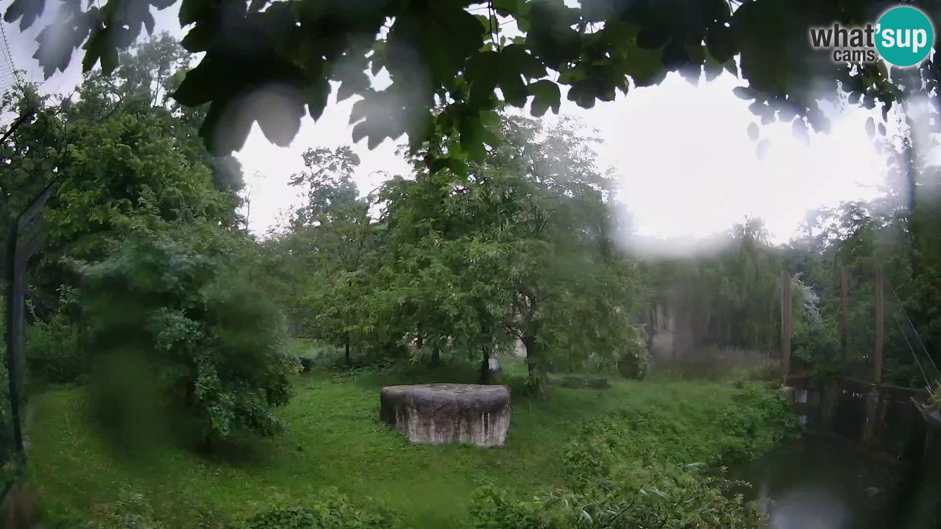 Zoo Zagreb – Lavovi