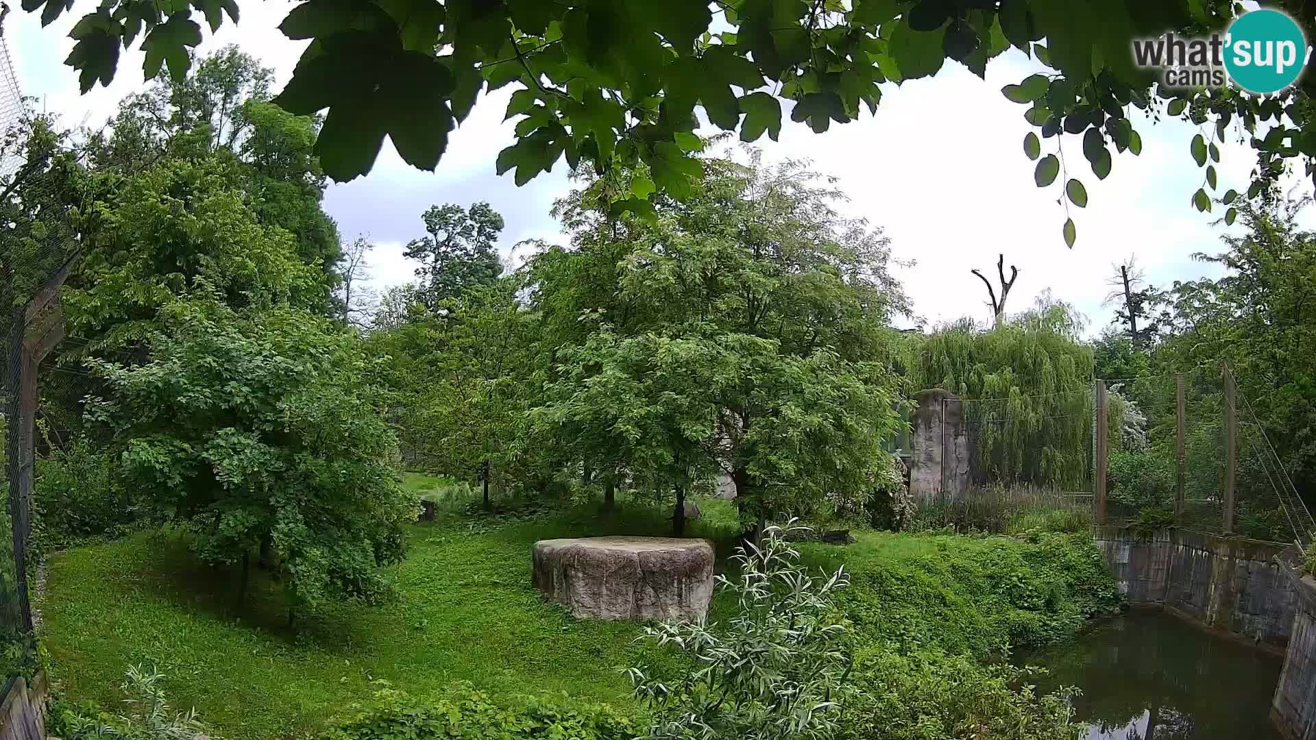 Zoo Zagreb – Lion