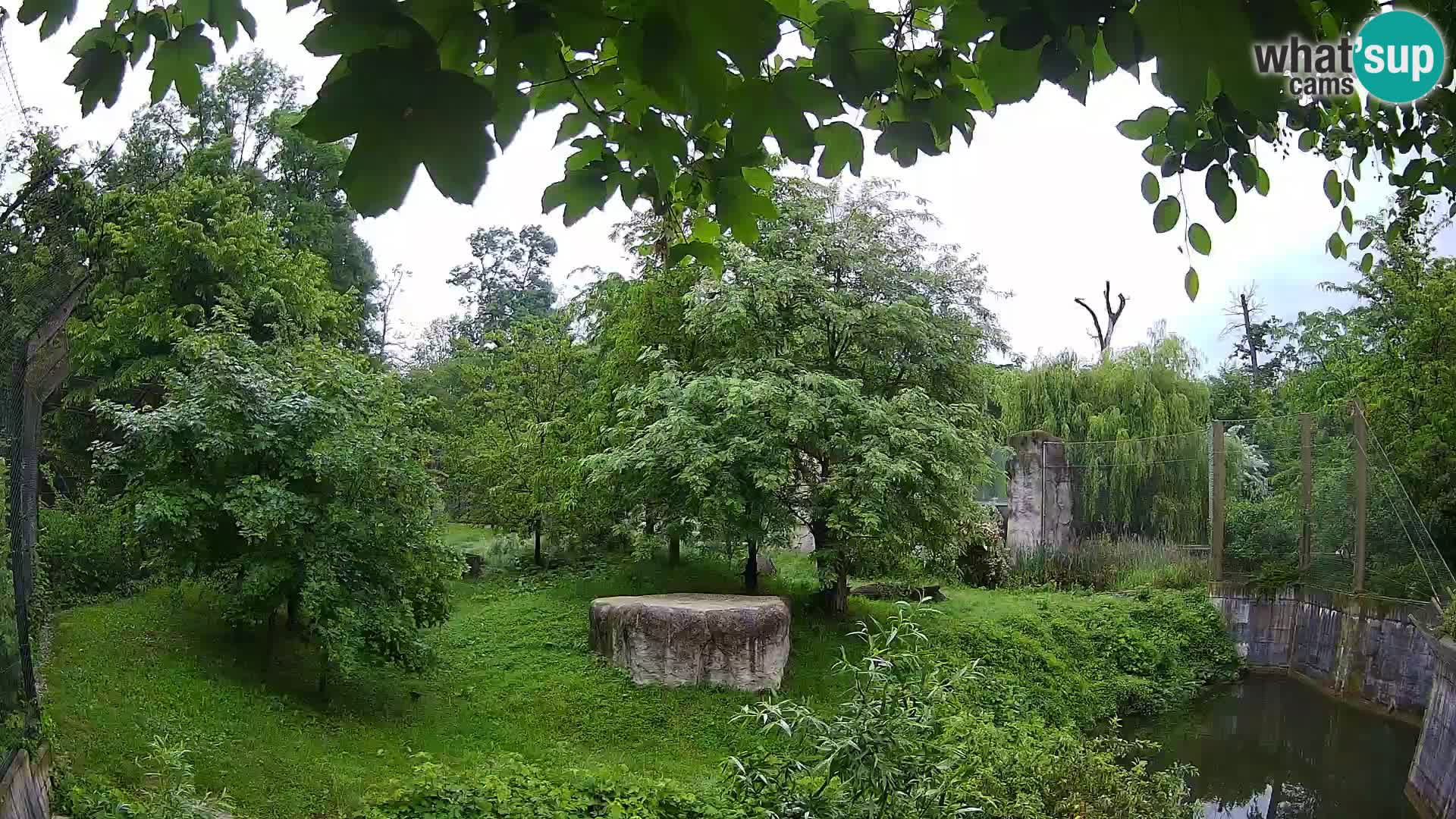 Spletna kamera Zoo Zagreb – Levi