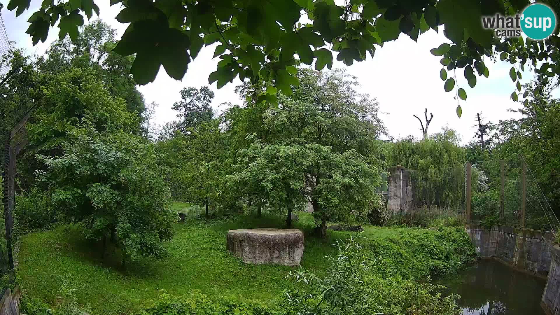 Spletna kamera Zoo Zagreb – Levi