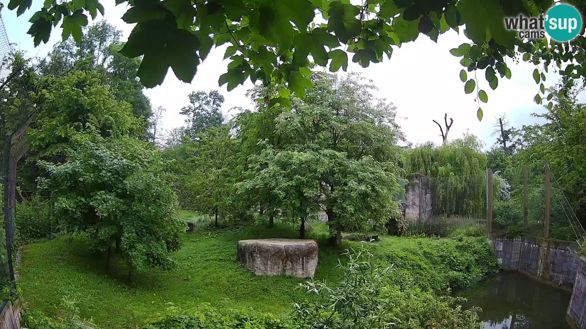 Zoo Zagreb – Lion