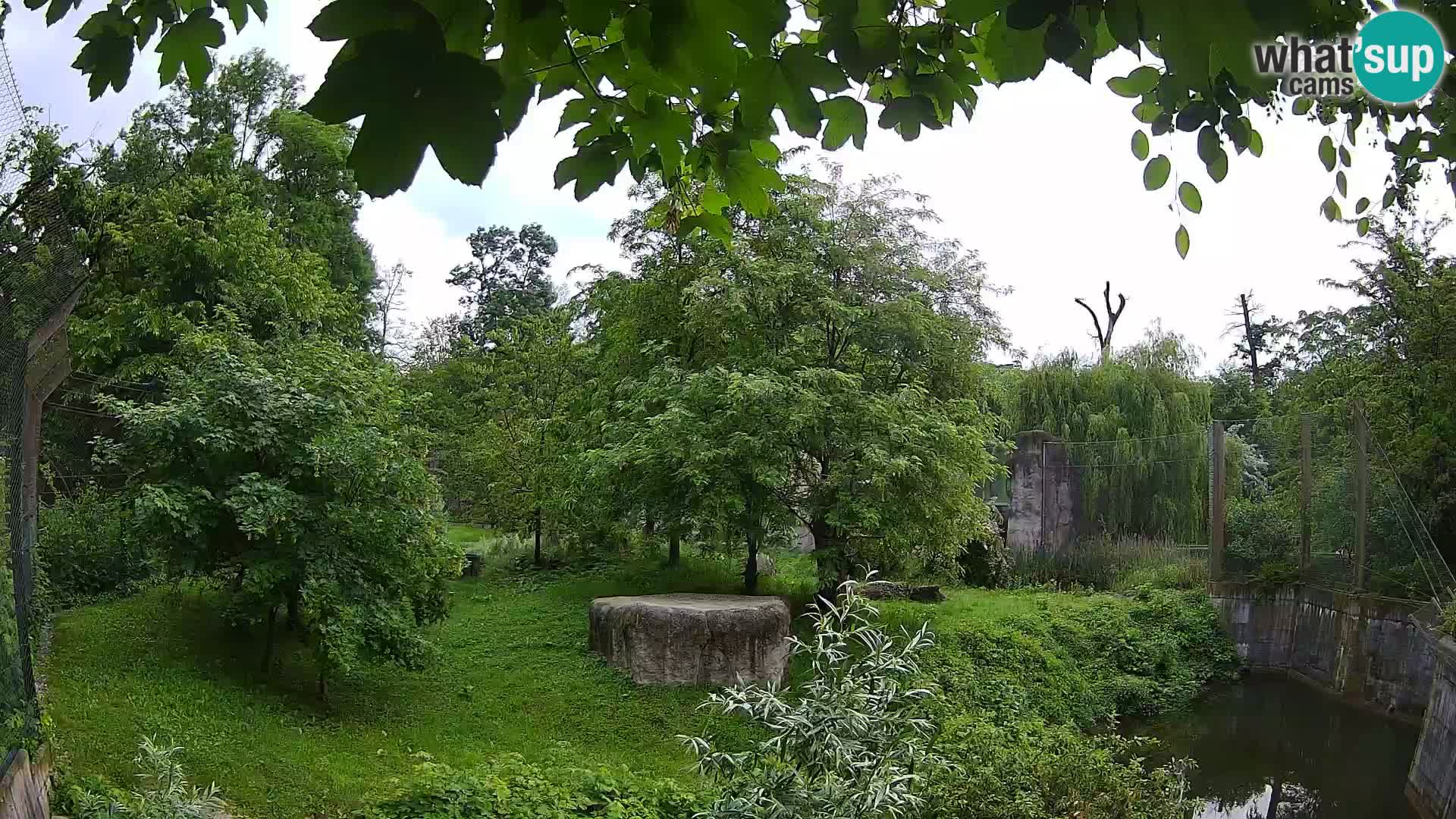Zoo Zagreb – Leoni