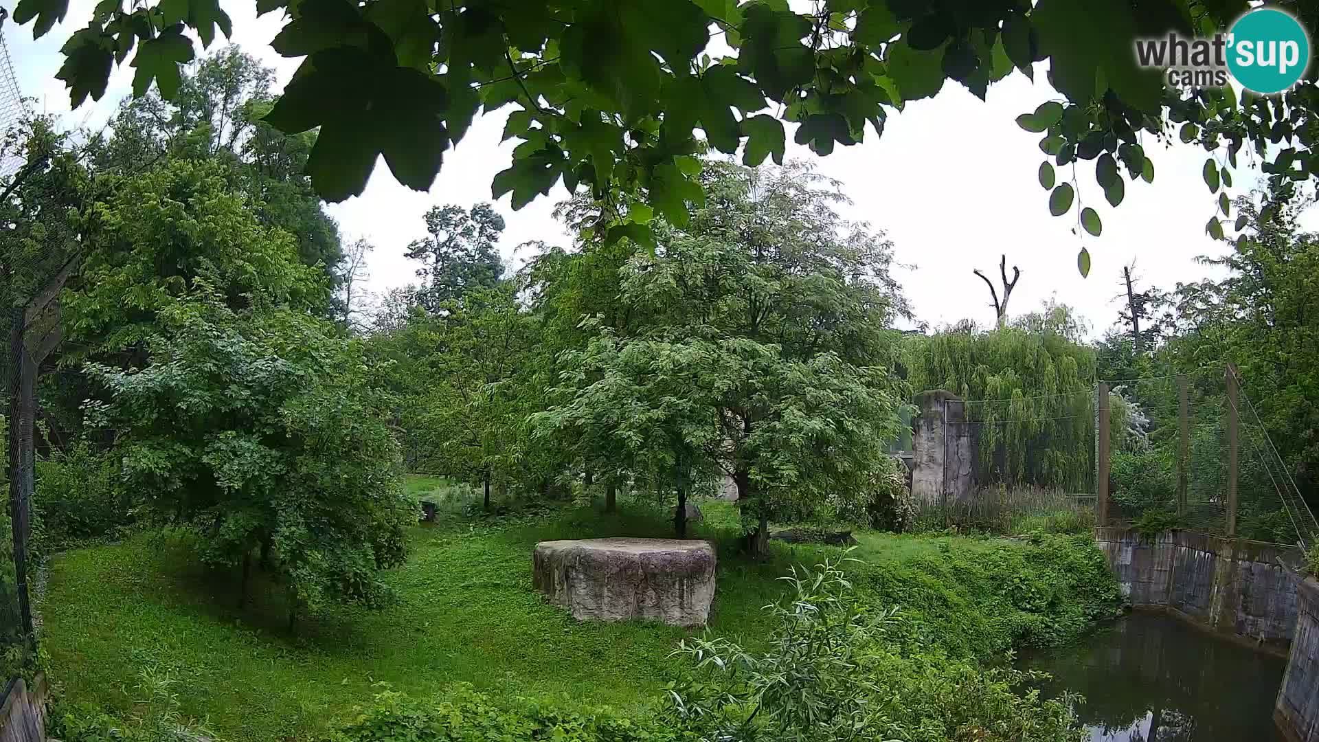 Spletna kamera Zoo Zagreb – Levi