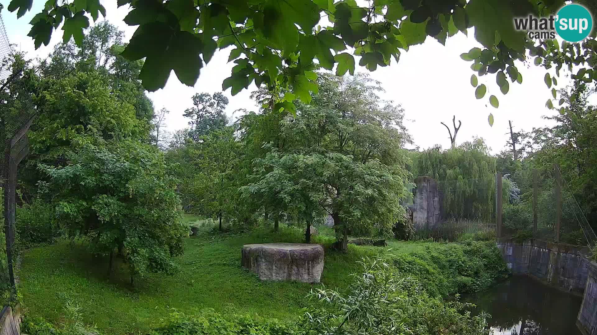 Zoo Zagreb – Lion