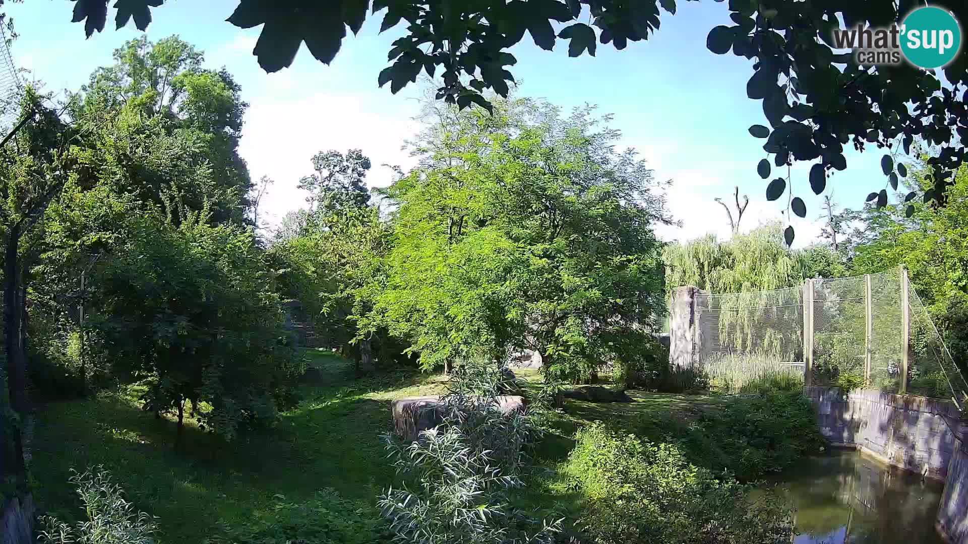 Zoo Zagreb – Lavovi