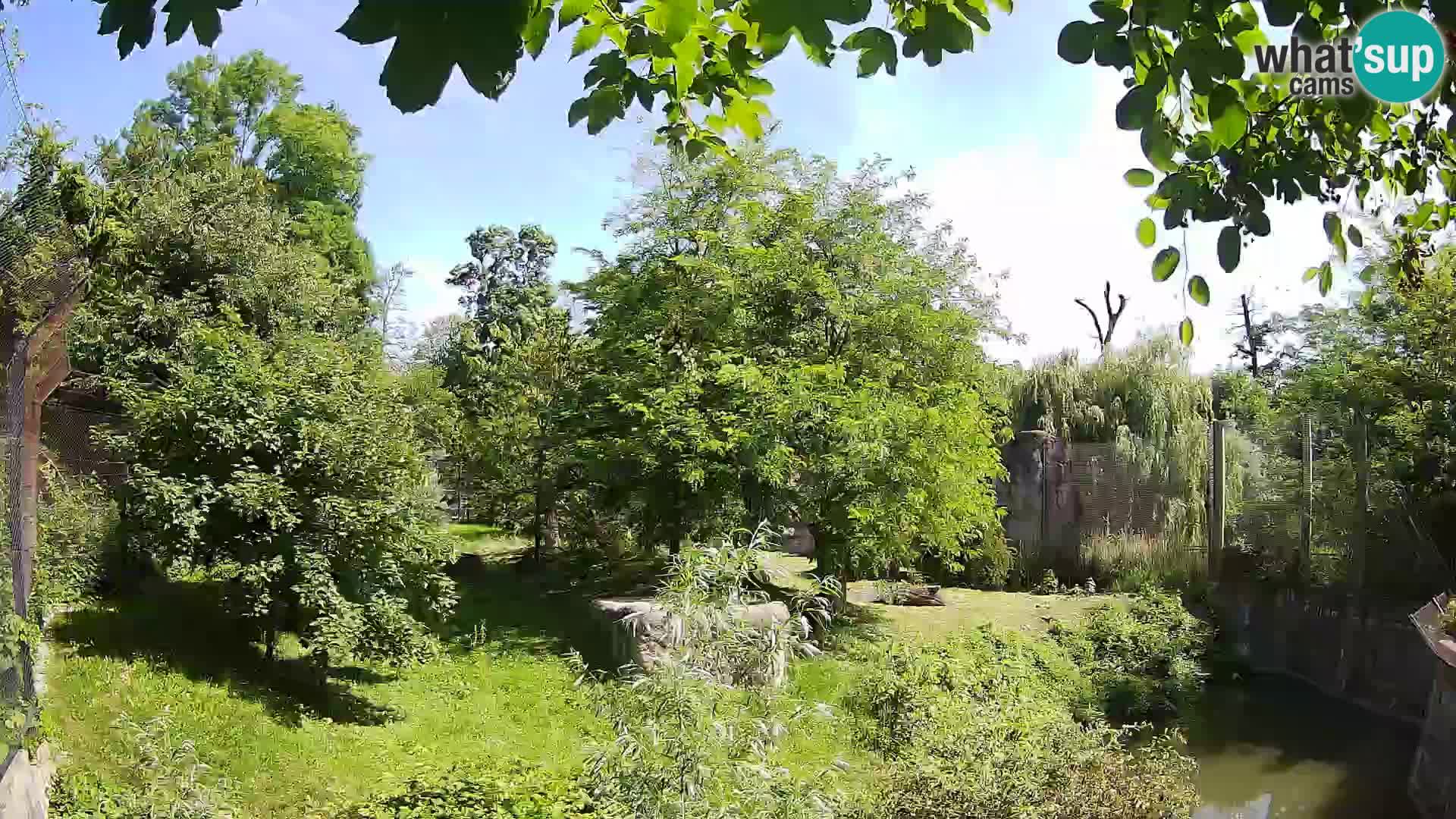 Zoo Zagreb – Lavovi