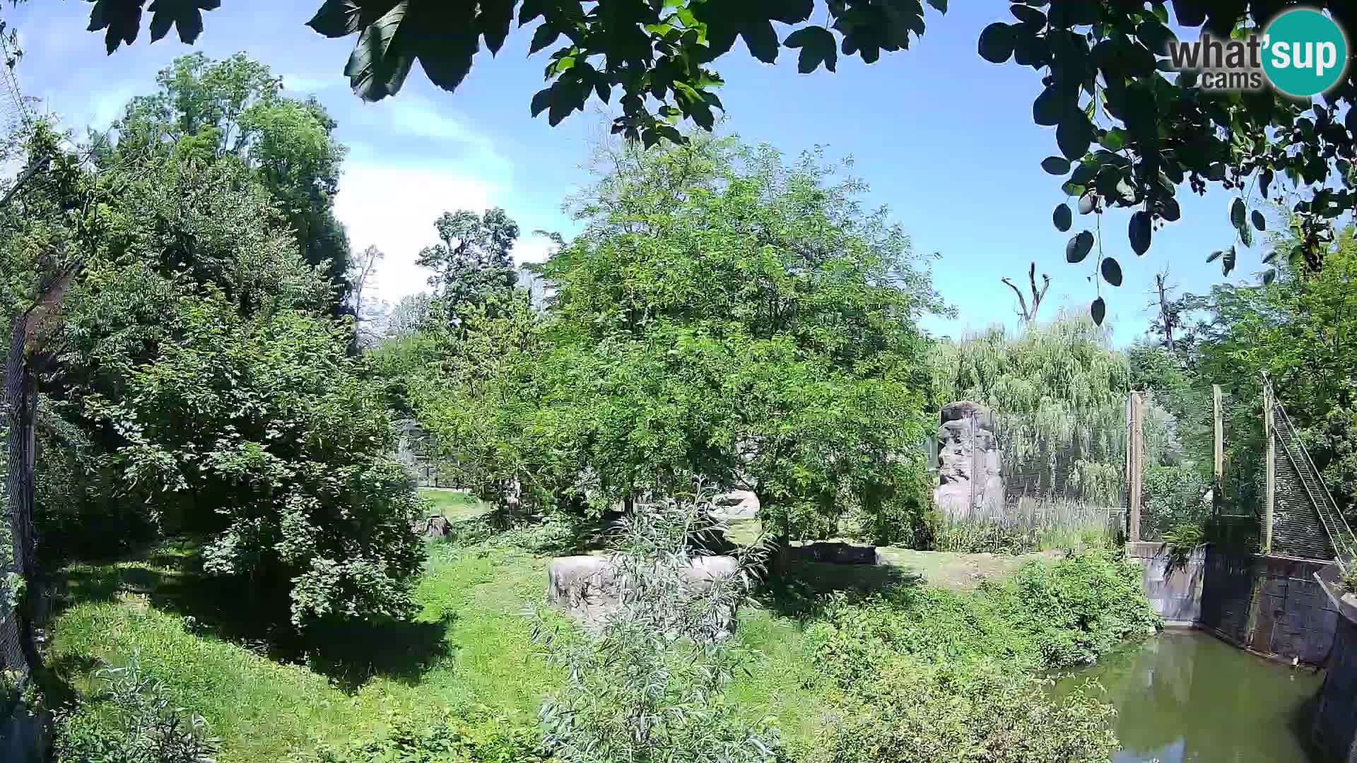 Zoo Zagreb – Lion