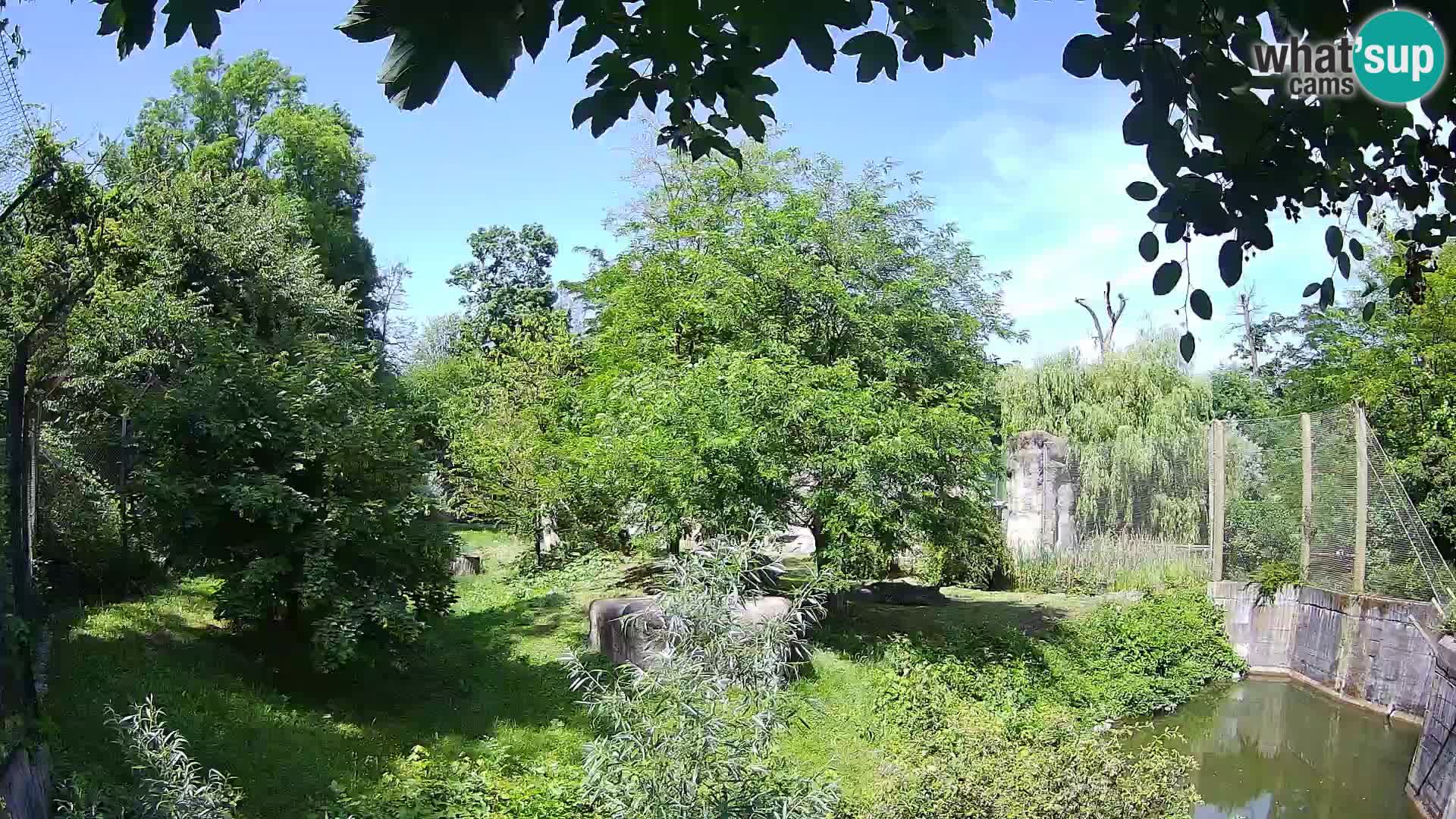 Spletna kamera Zoo Zagreb – Levi
