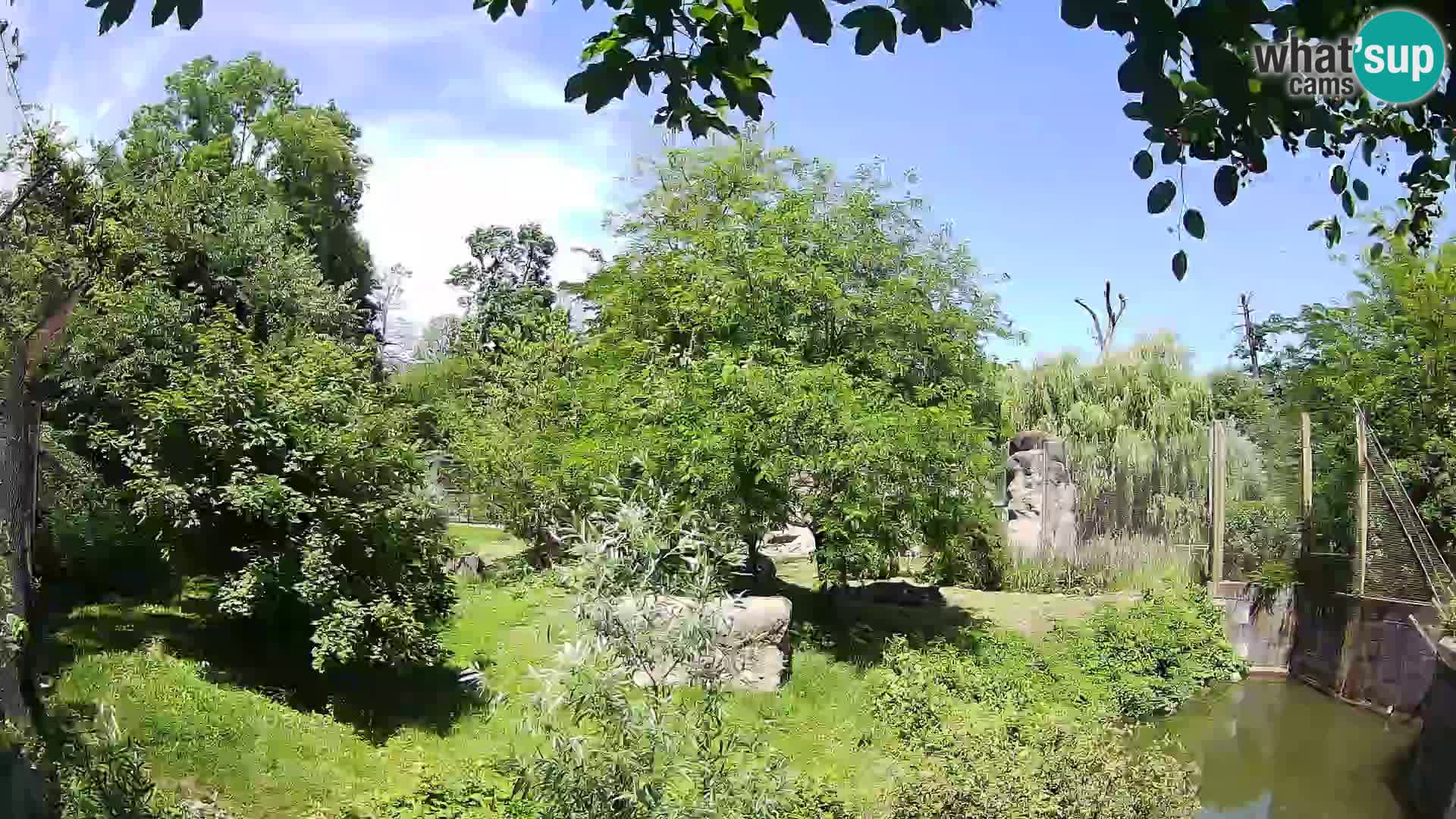 Zoo Zagreb – Lion