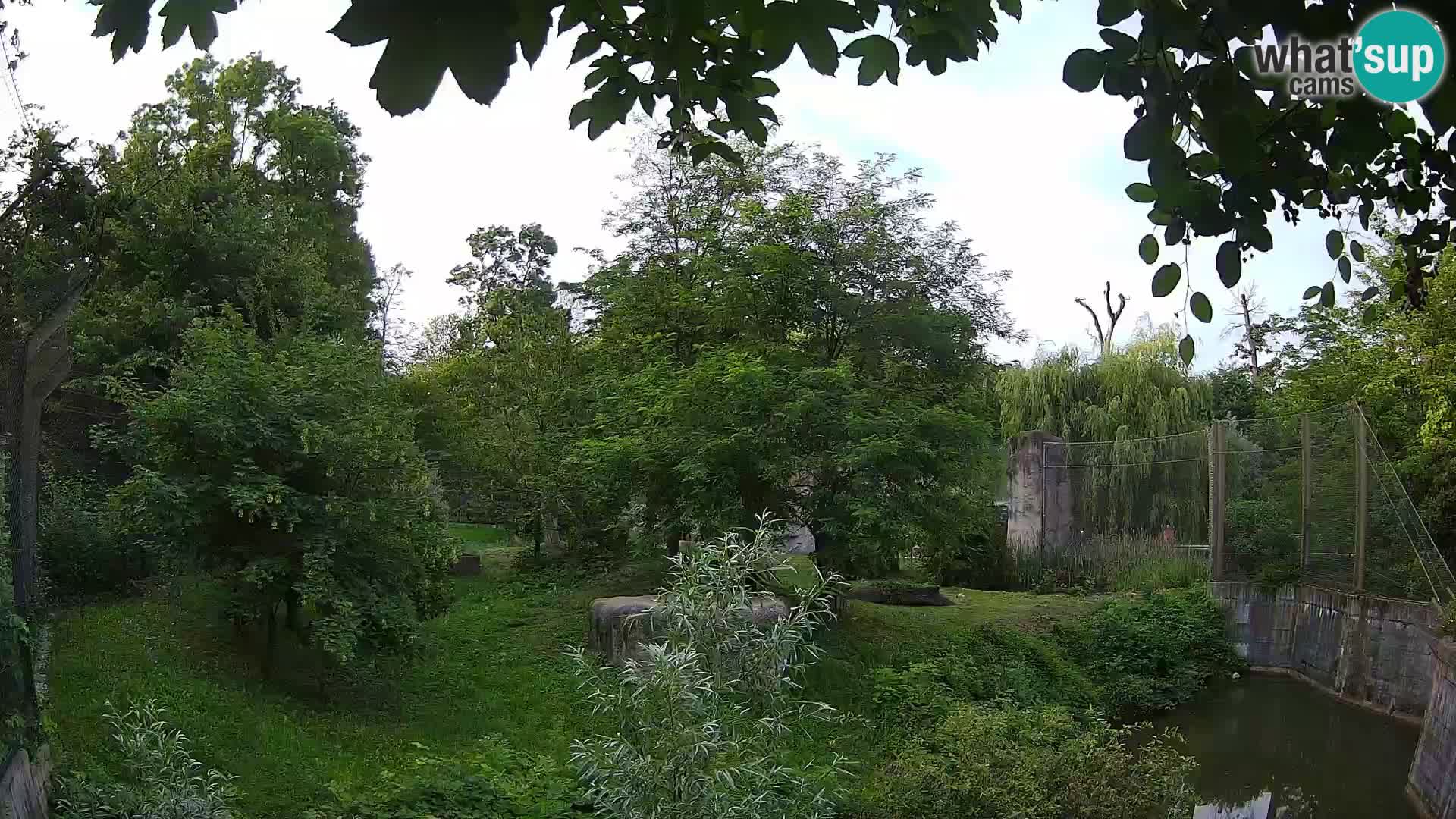 Spletna kamera Zoo Zagreb – Levi