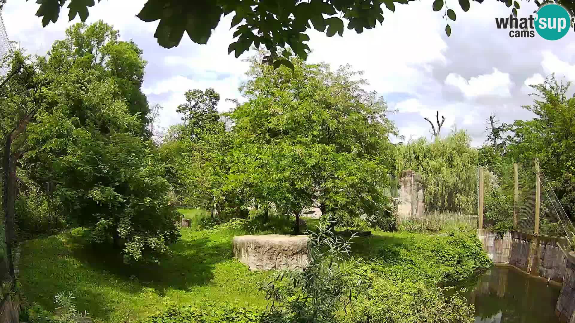 Zoo Zagreb – Lion