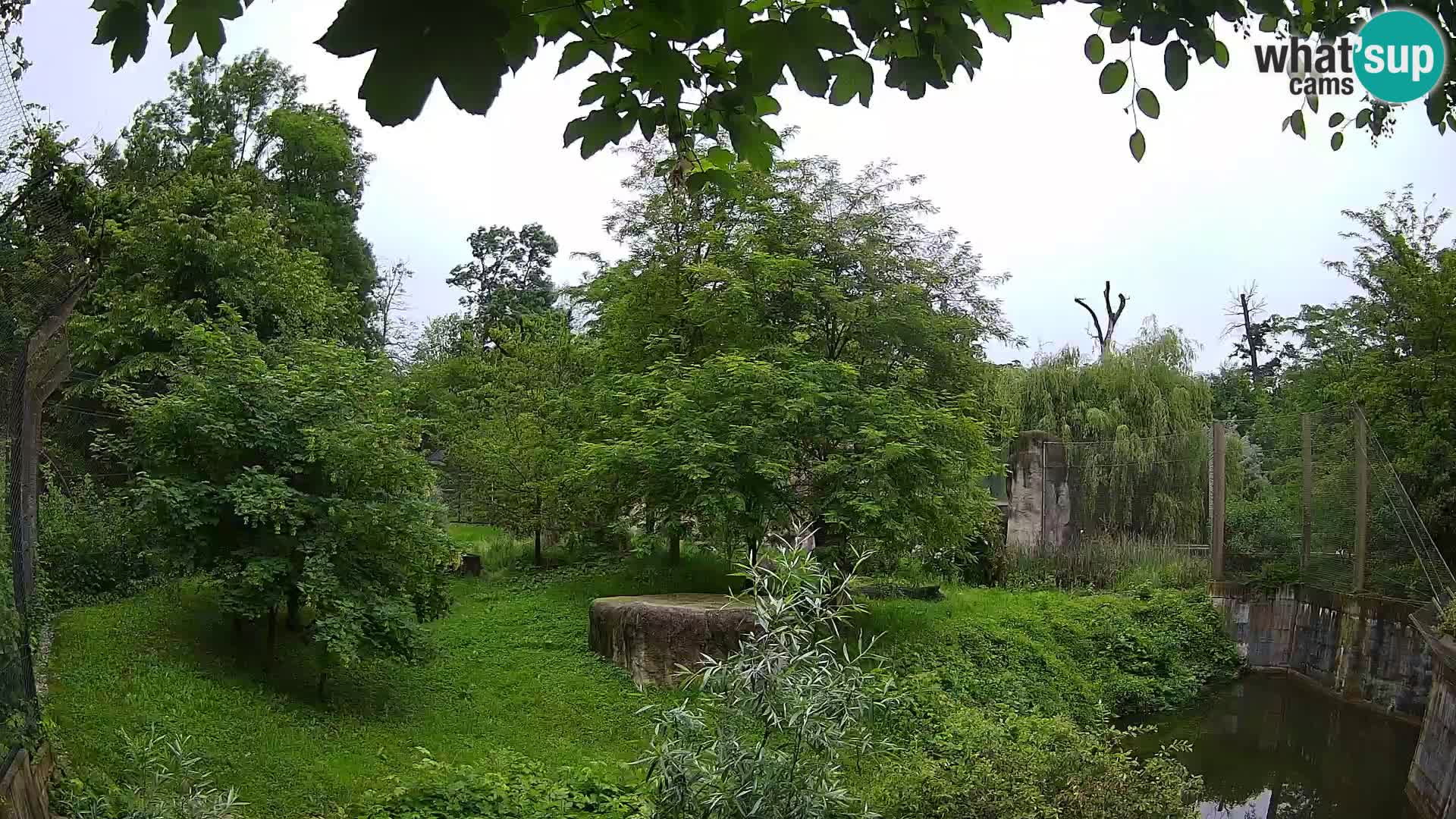 Zoo Zagreb – Lion