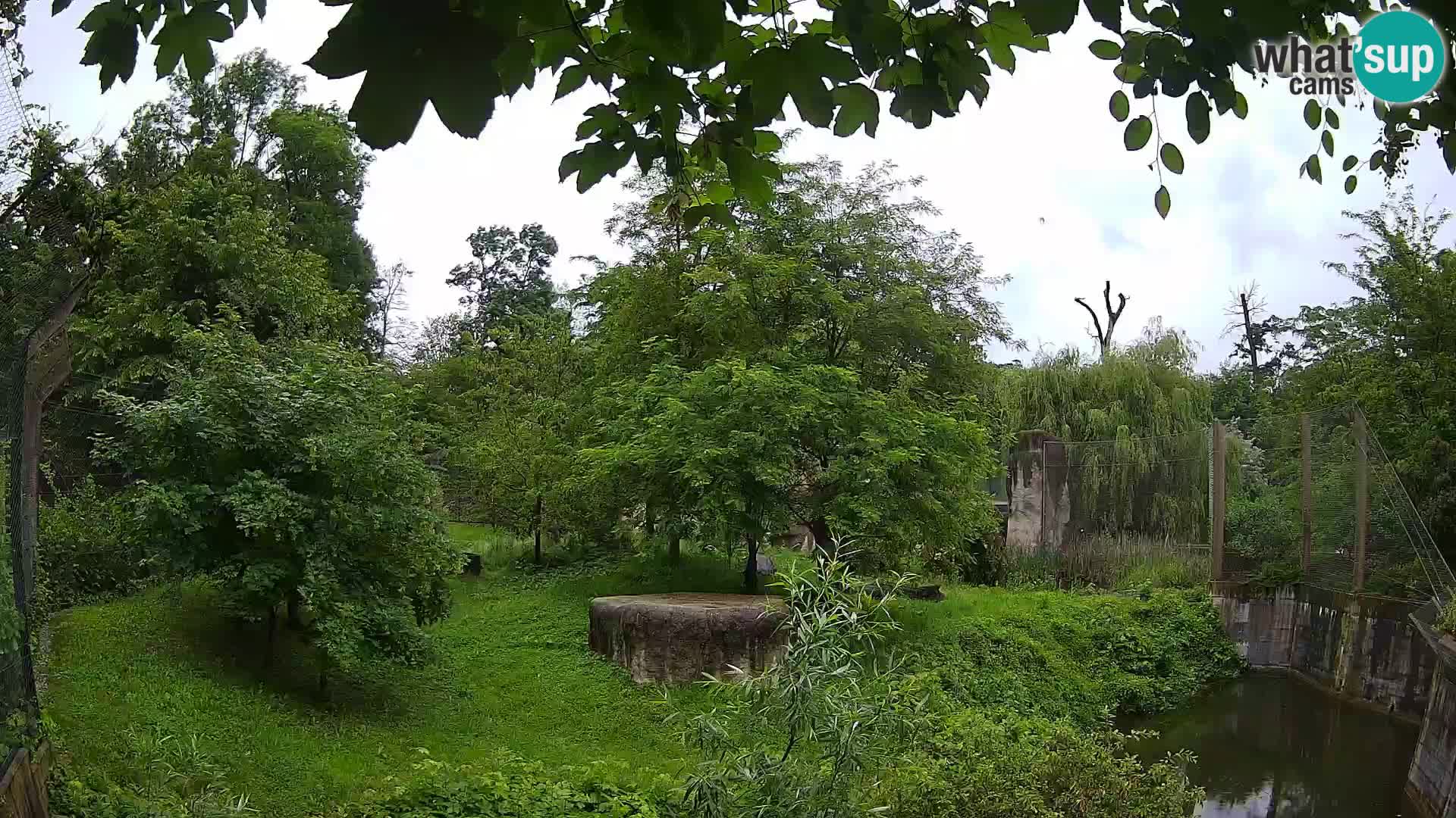 Spletna kamera Zoo Zagreb – Levi