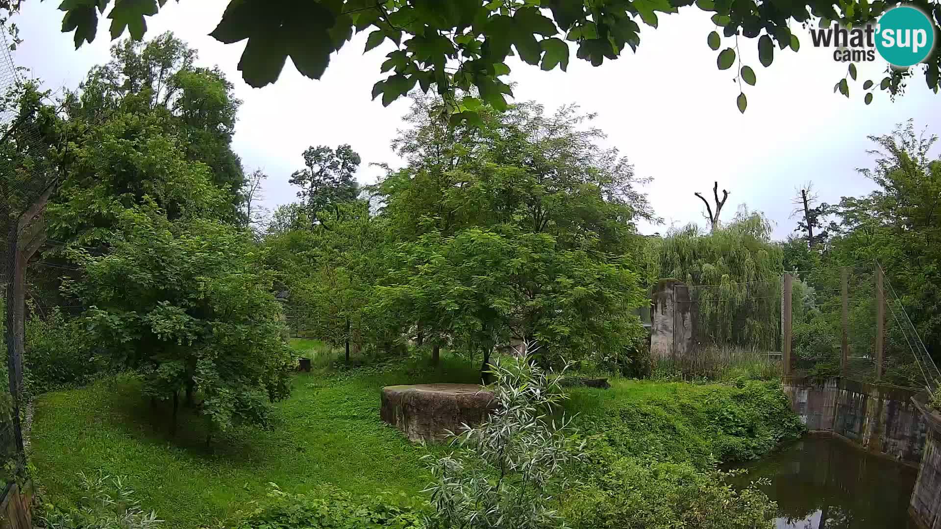 Zoo Zagreb – Leones