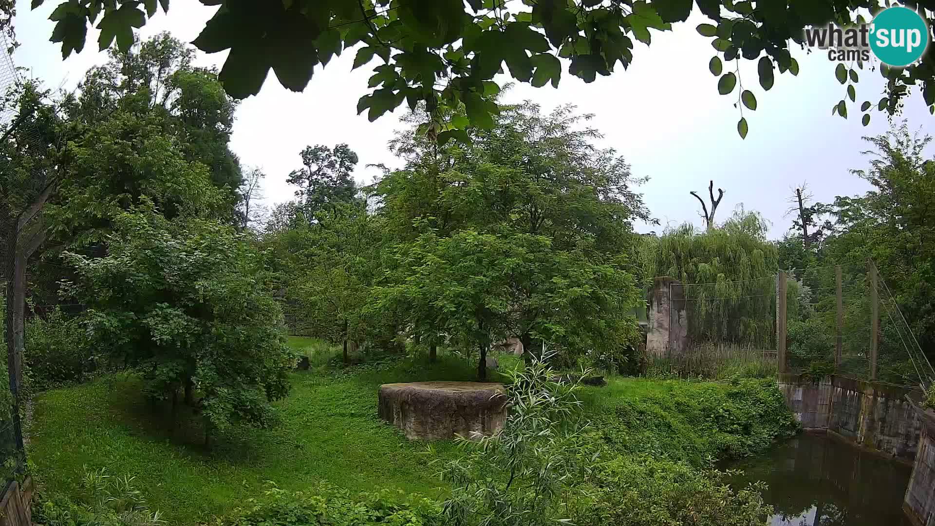 Zoo Zagreb – Löwen