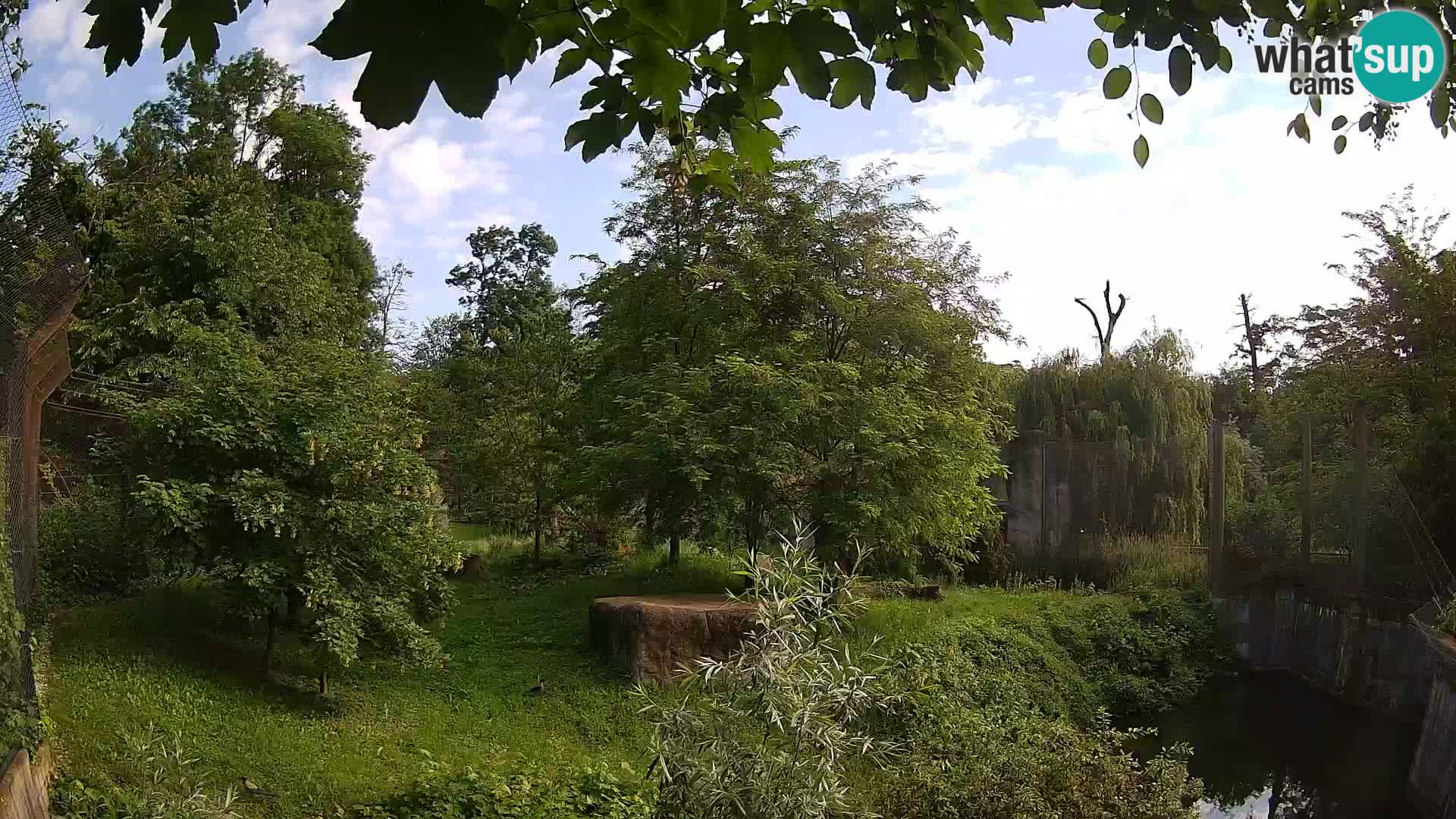 Zoo Zagreb – Lion