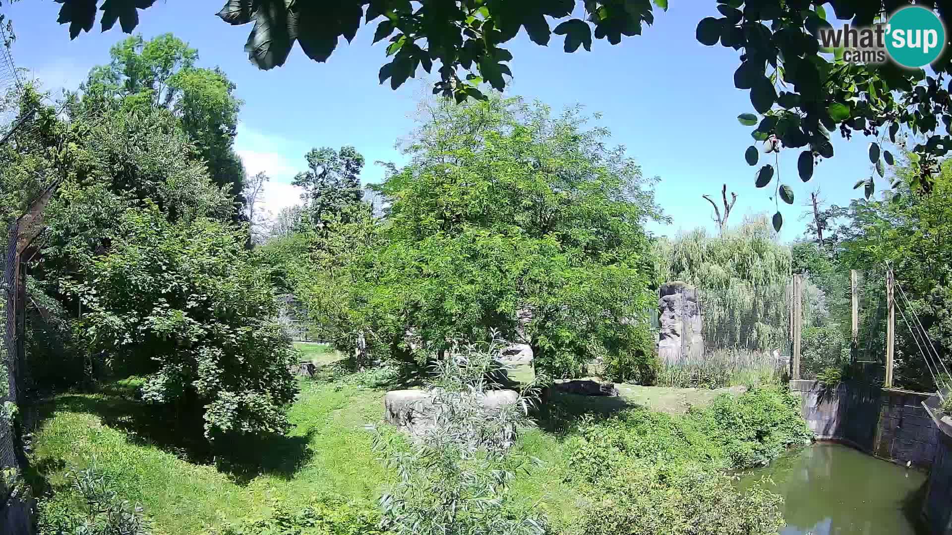 Zoo Zagreb – Leoni