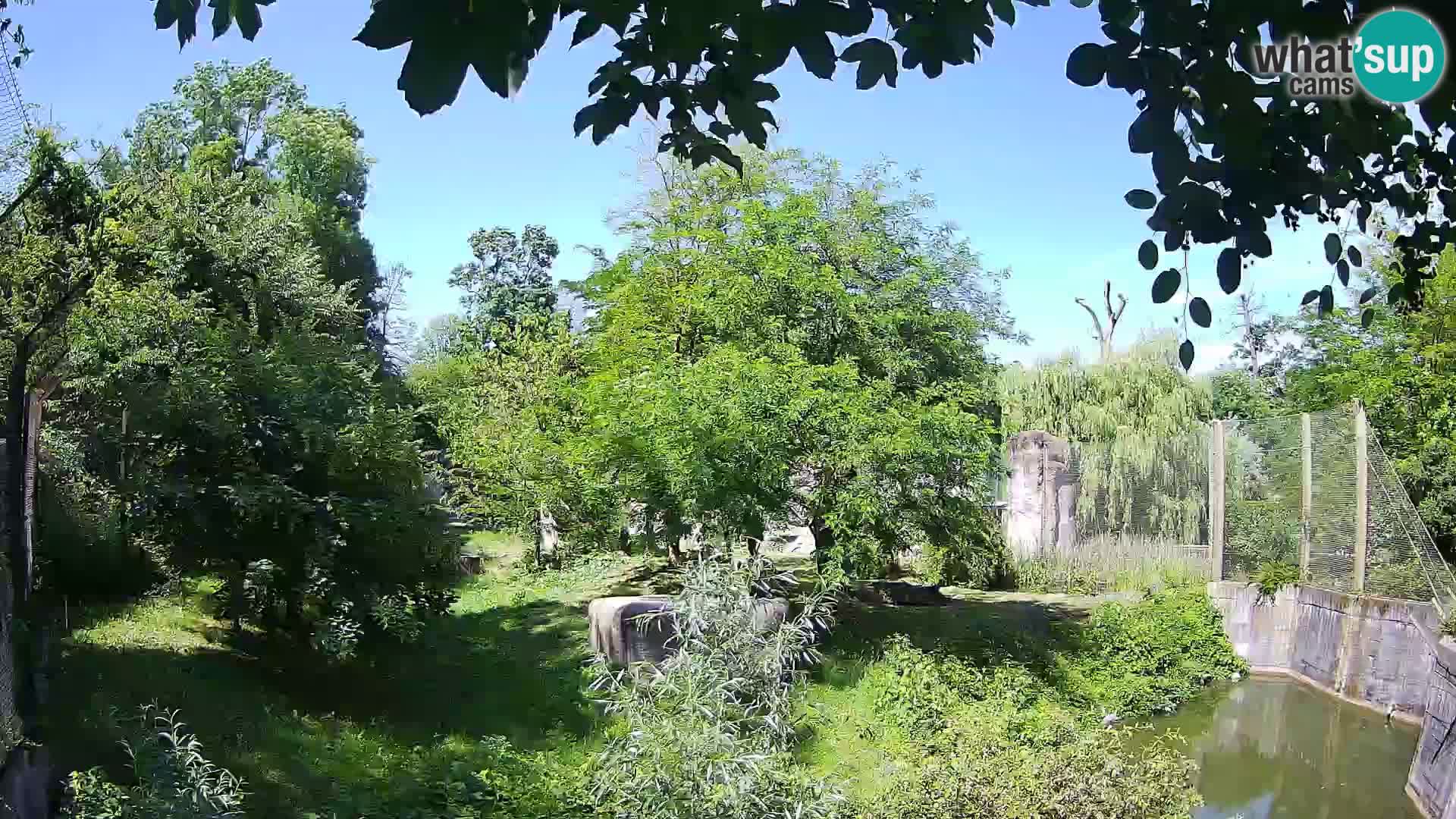 Zoo Zagreb – Lion