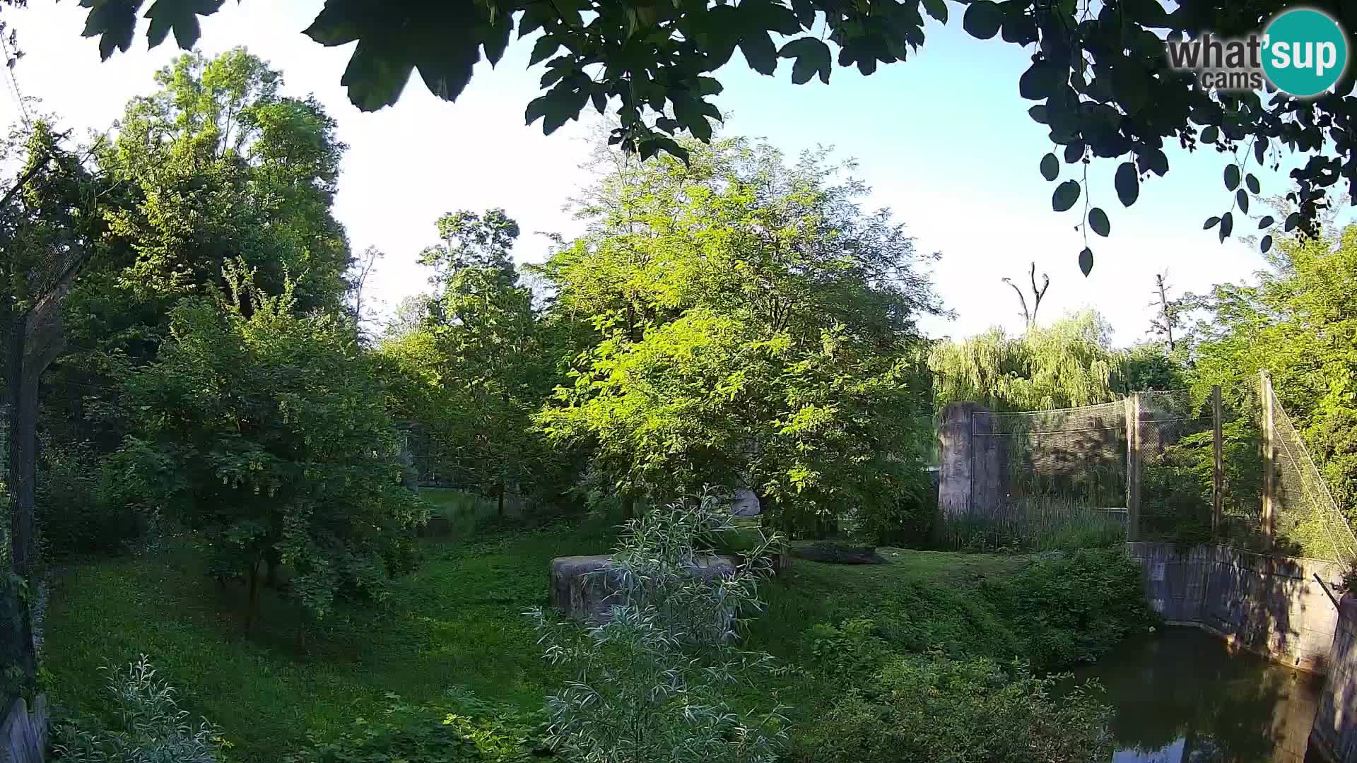 Zoo Zagreb – Lion
