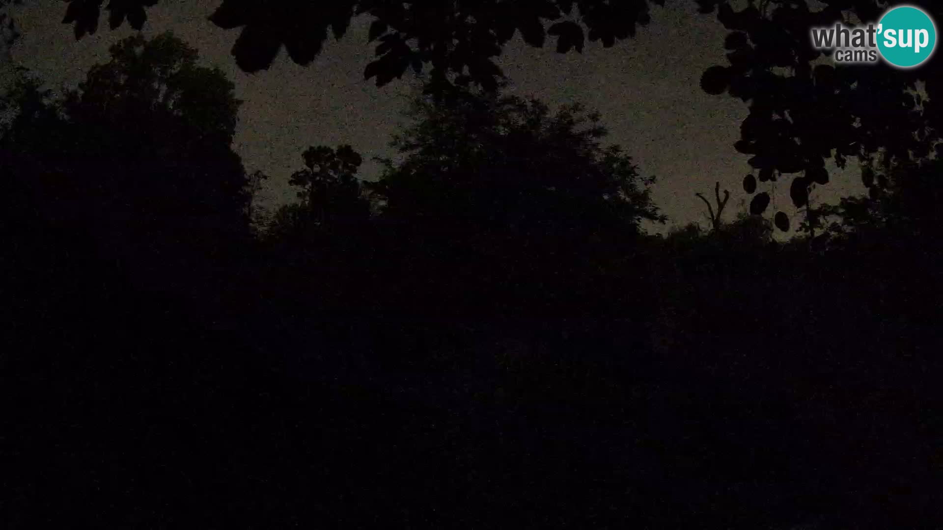 Spletna kamera Zoo Zagreb – Levi