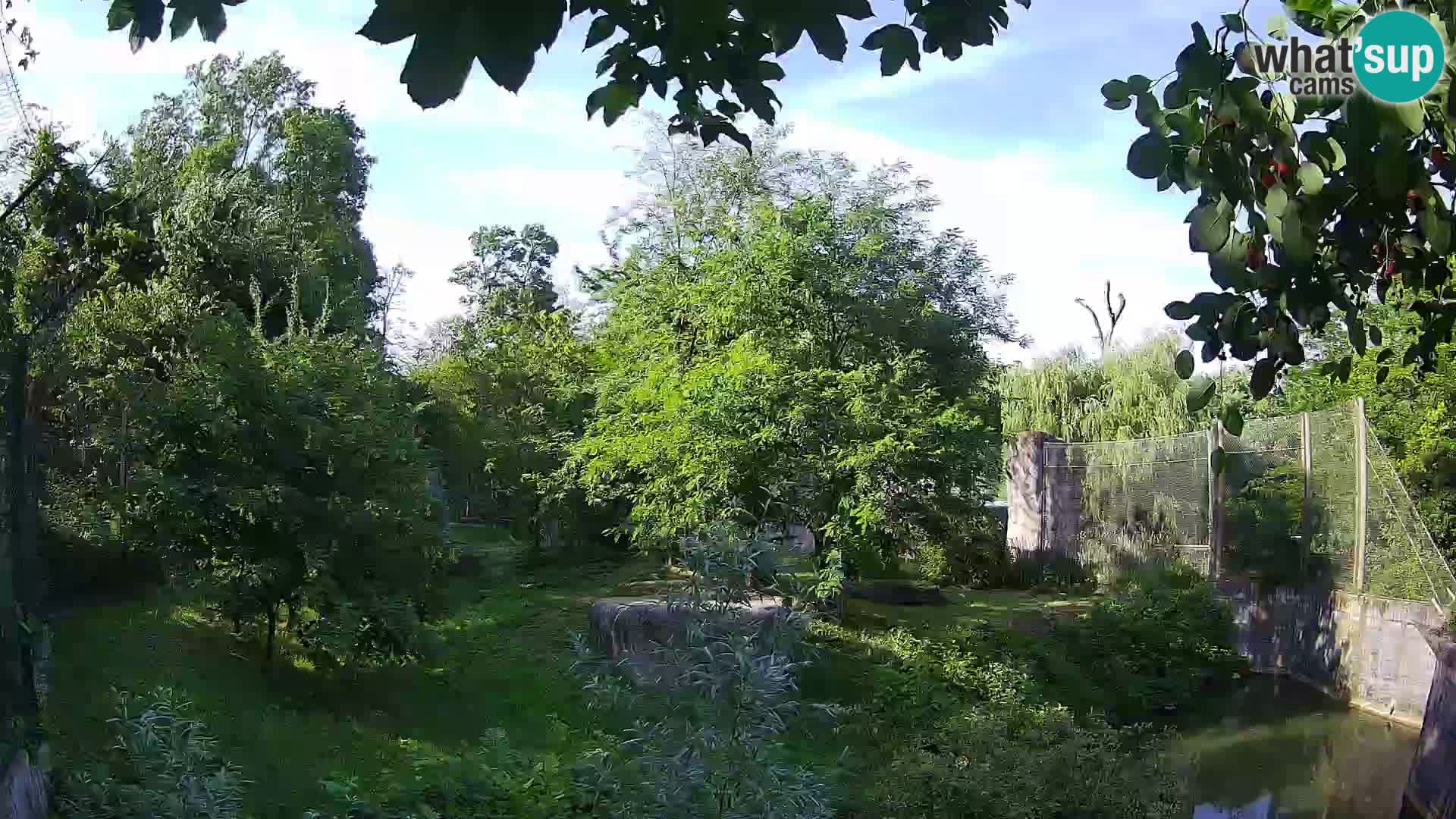 Zoo Zagreb – Löwen