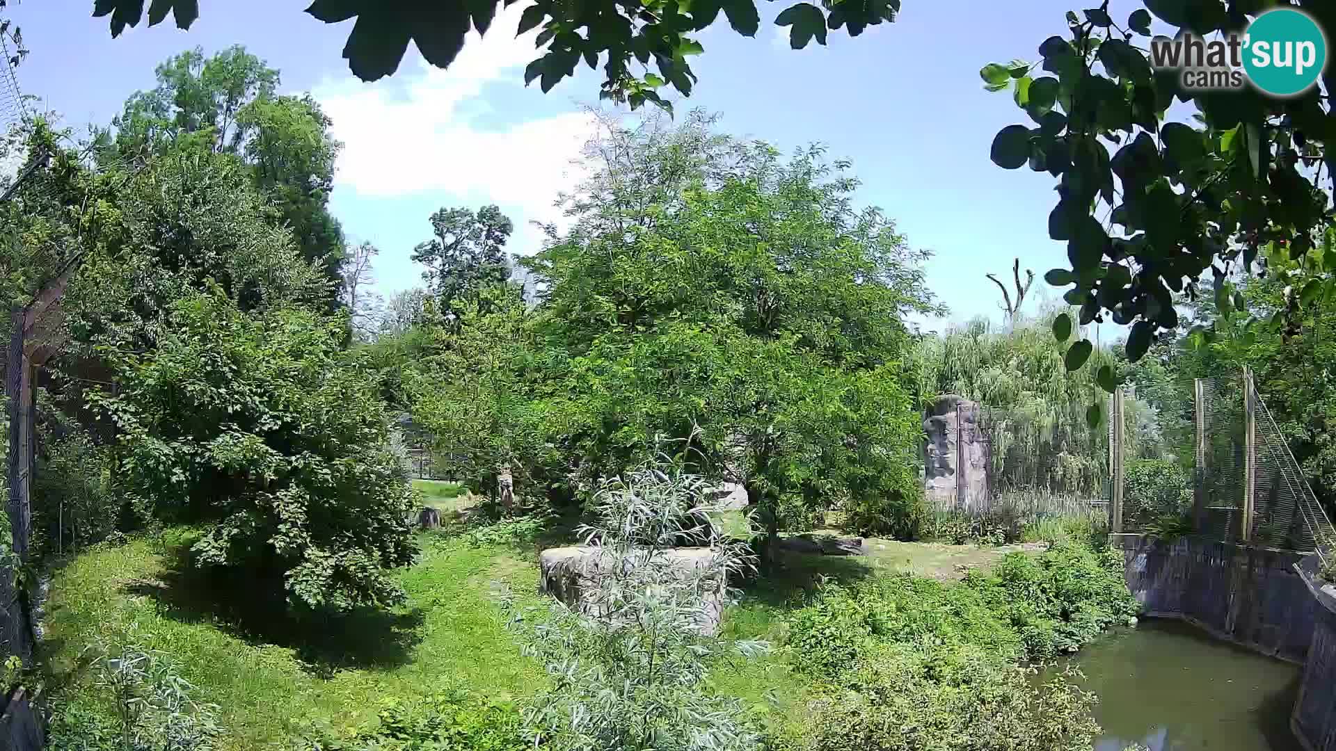 Zoo Zagreb – Leones